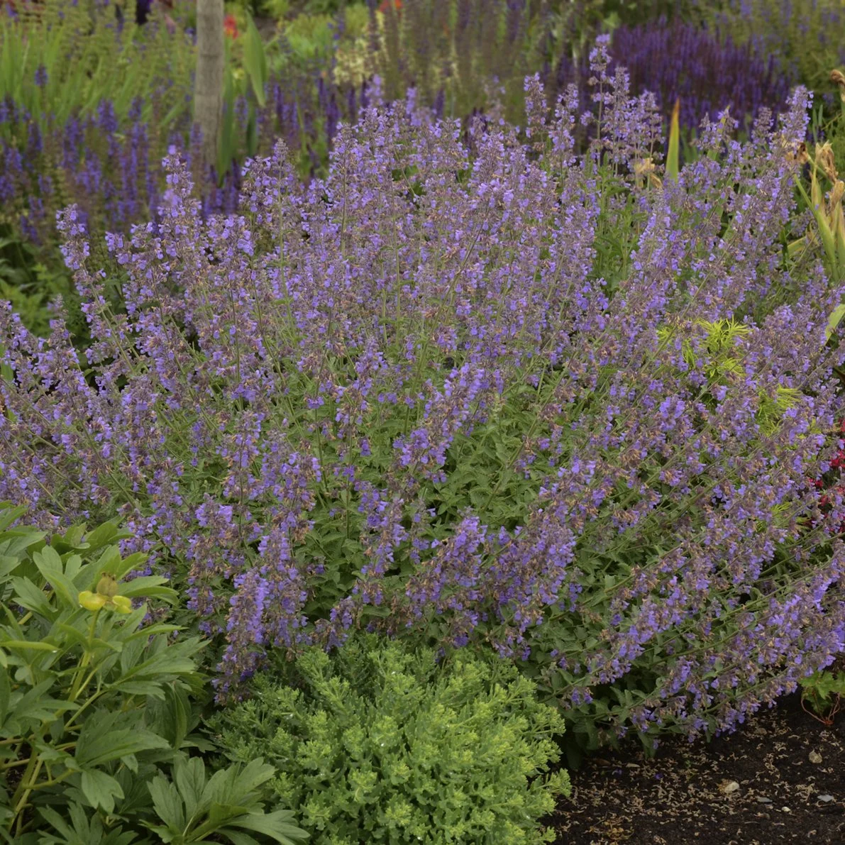 Nepeta faassenii 'Walker's Low' 0000 high res.jpg