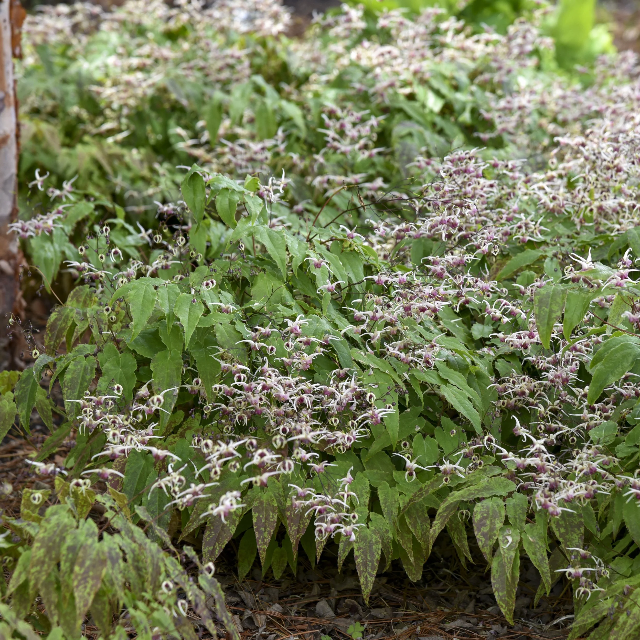 Epimedium 'Domino' 0002 high res.jpg