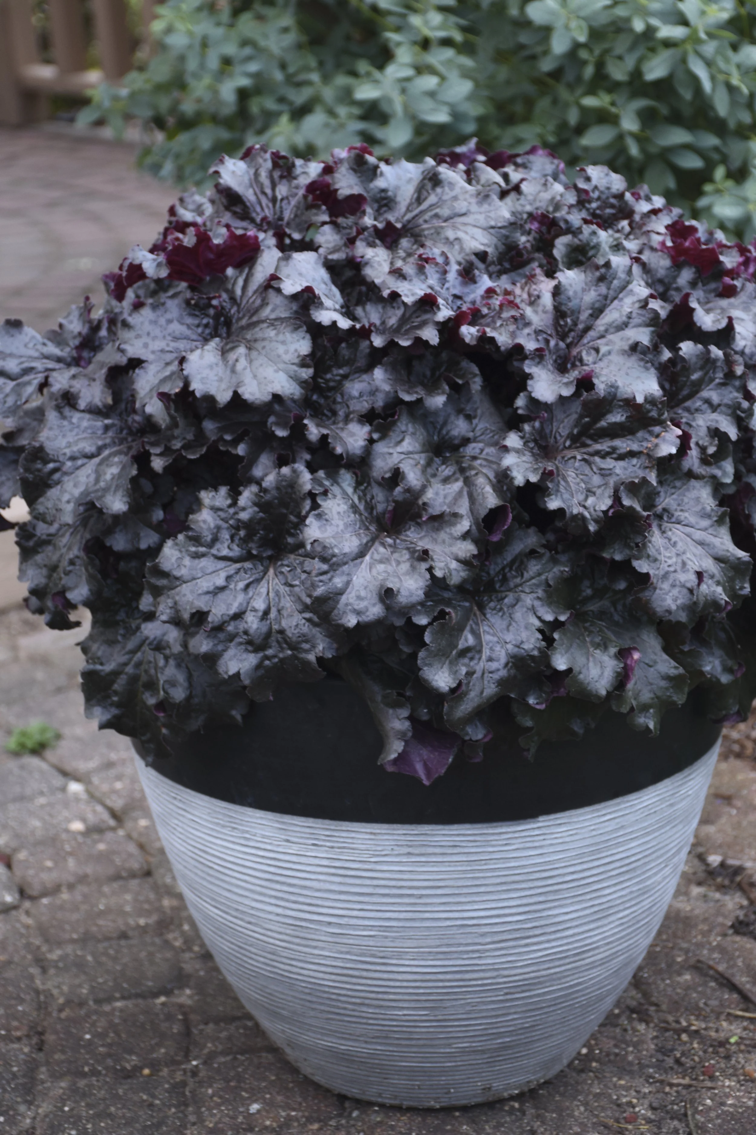 Heuchera 'Evening Gown'