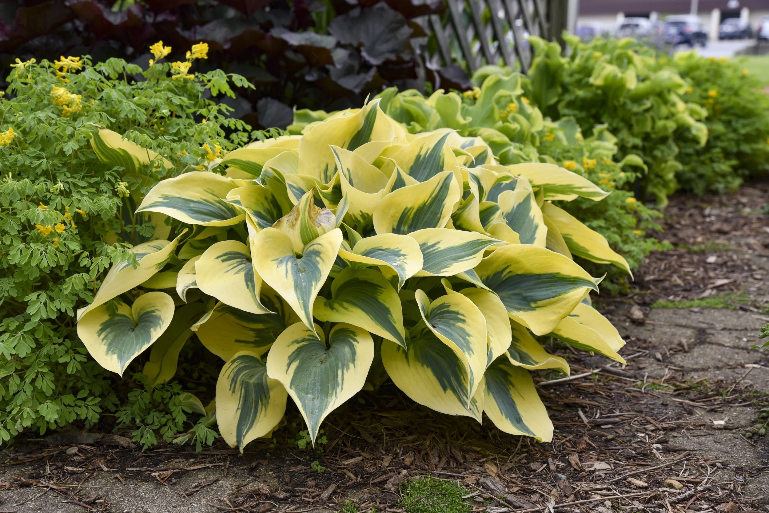 Hosta x 'Autumn Frost'