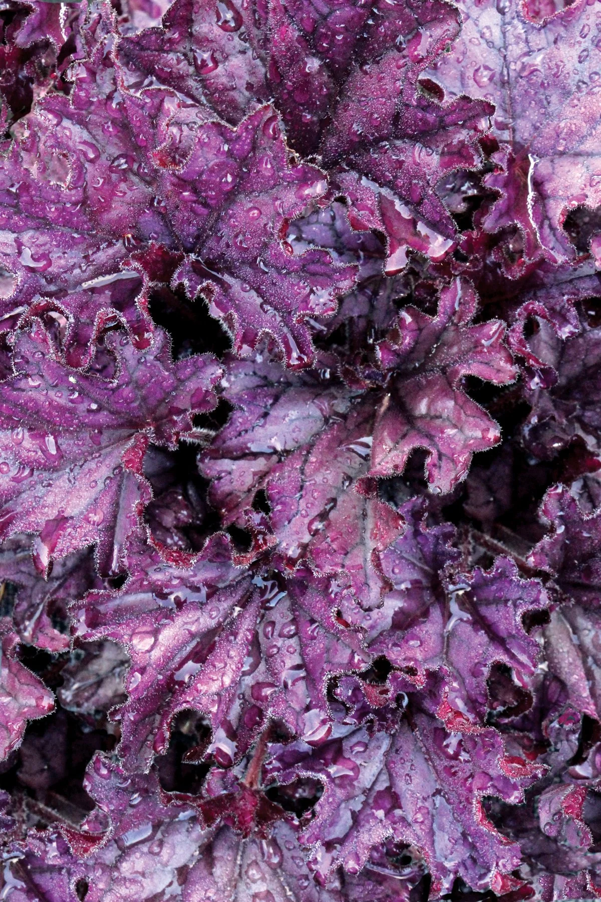 Heuchera-Forever-Purple-3.jpg