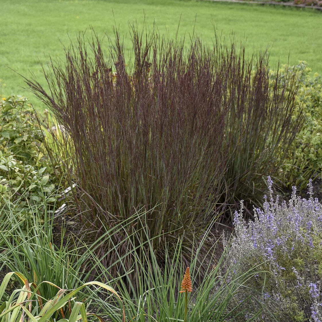 Schizachyrium scoparium 'Smoke Signal' PP27433 0001 high res.jpg