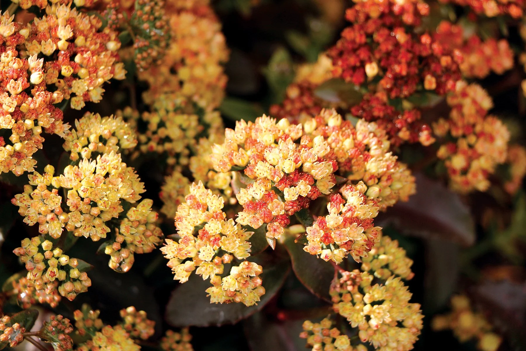 Sedum-Peach-Pearls-4.jpg