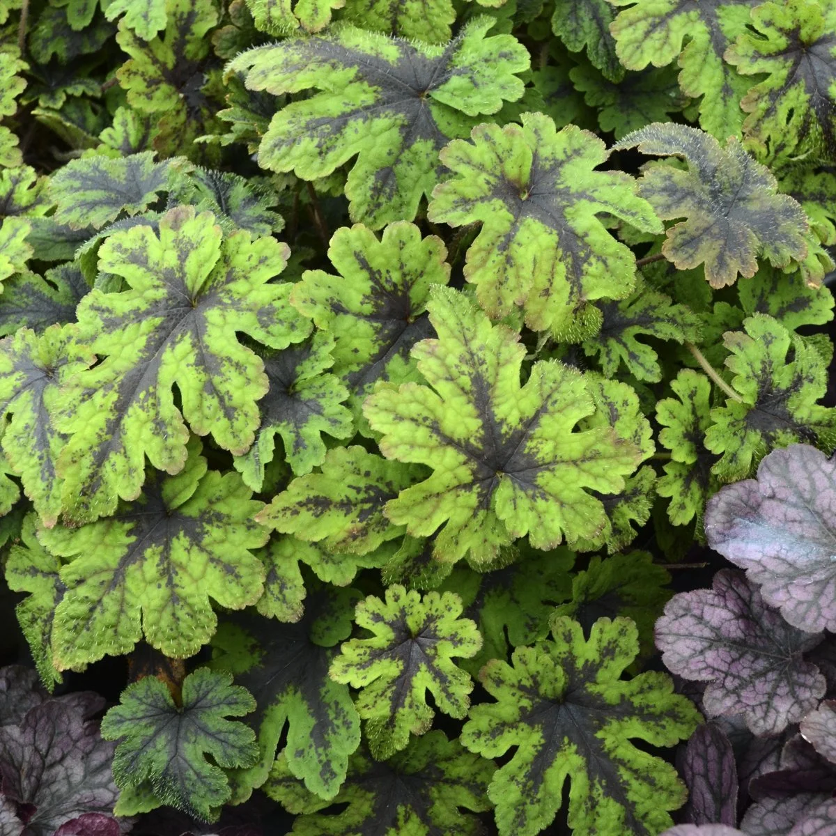 Tiarella 'Fingerpaint' PP28012 0001 high res.jpg