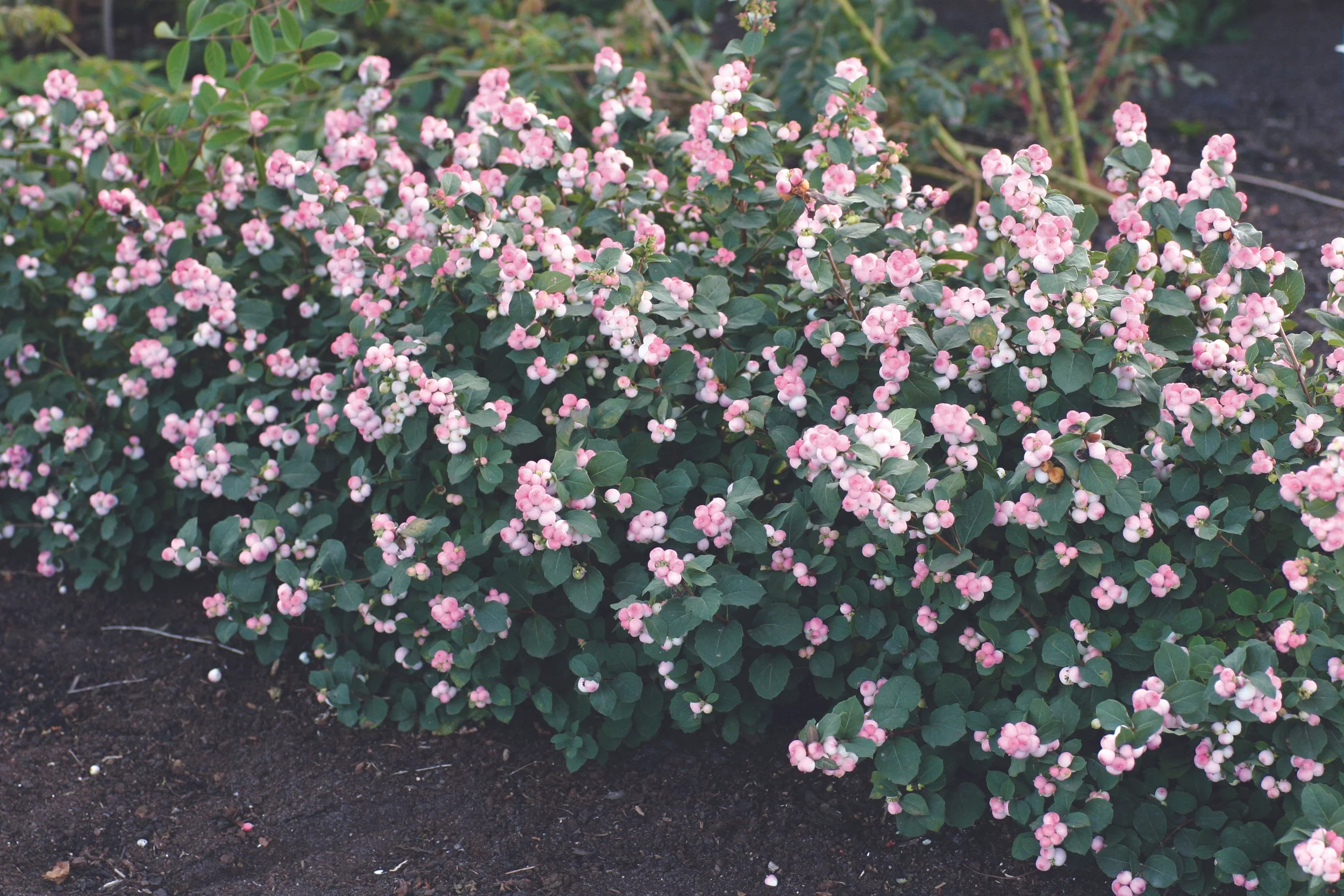 Symphoricarpos-Pinky-Promise-landscape-01.jpg