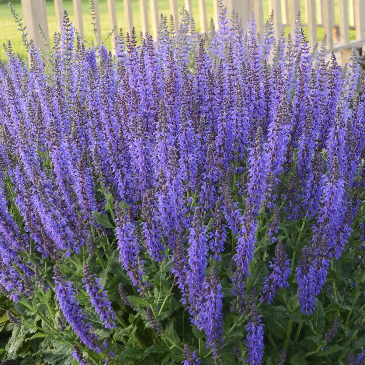 Salvia nemorosa 'May Night' ('Mainacht') 0002 high res.jpg