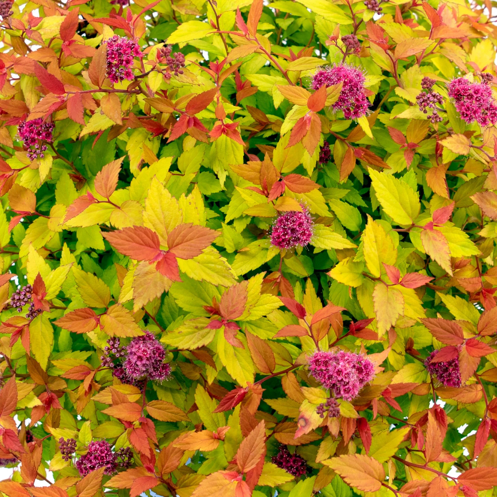 Spiraea-Rainbow-Fizz-bloom-03.jpg