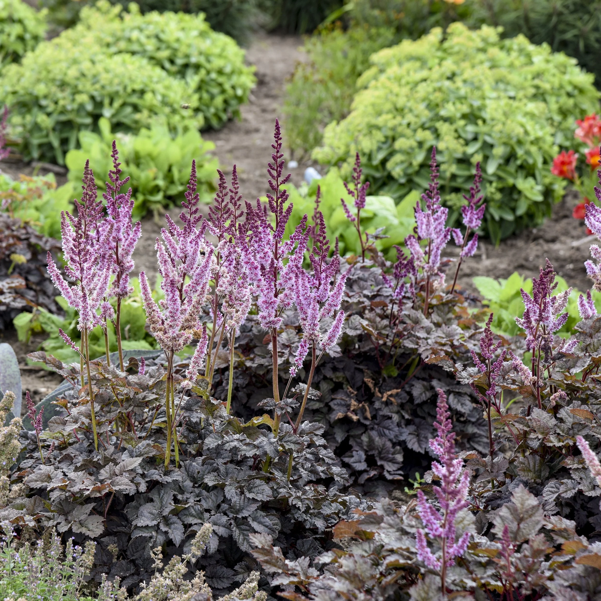 Astilbe 'Dark Side of the Moon' CPBRAF PP35461 0007 high res.jpg