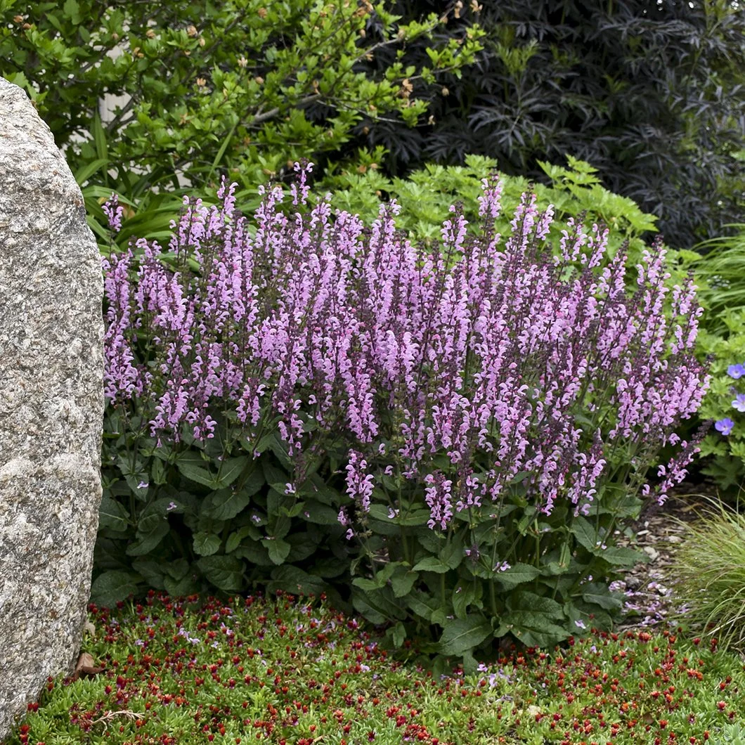 Salvia 'Pink Dawn' PP26343 CPBR5569 0004 high res.jpg