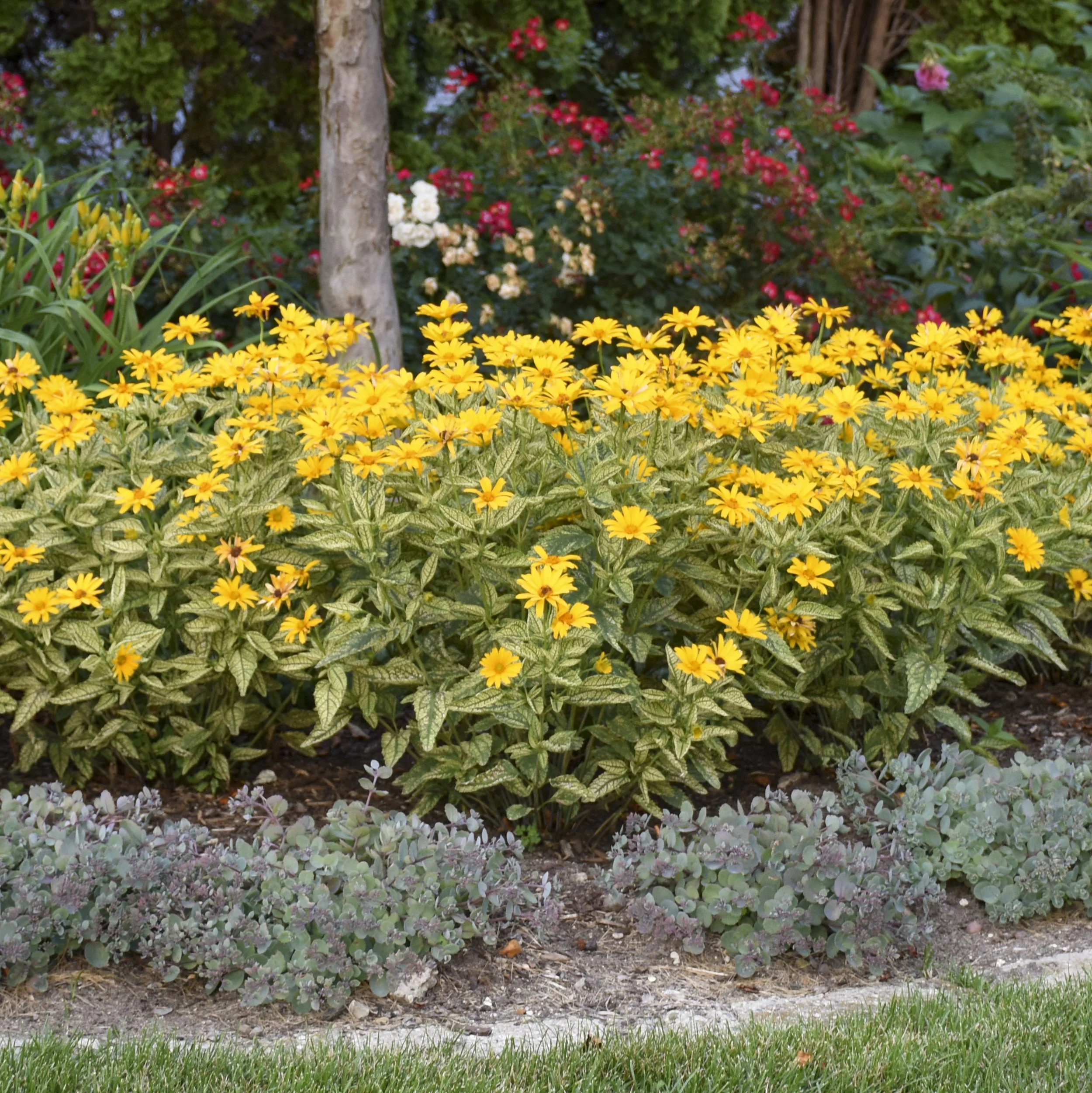 Heliopsis helianthoides 'Sunstruck' PP25524 CPBR5153 0003 high res.jpg