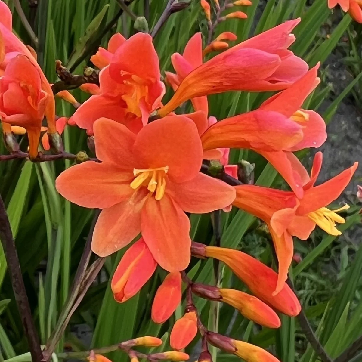 Crocosmia 'Peach Melba'