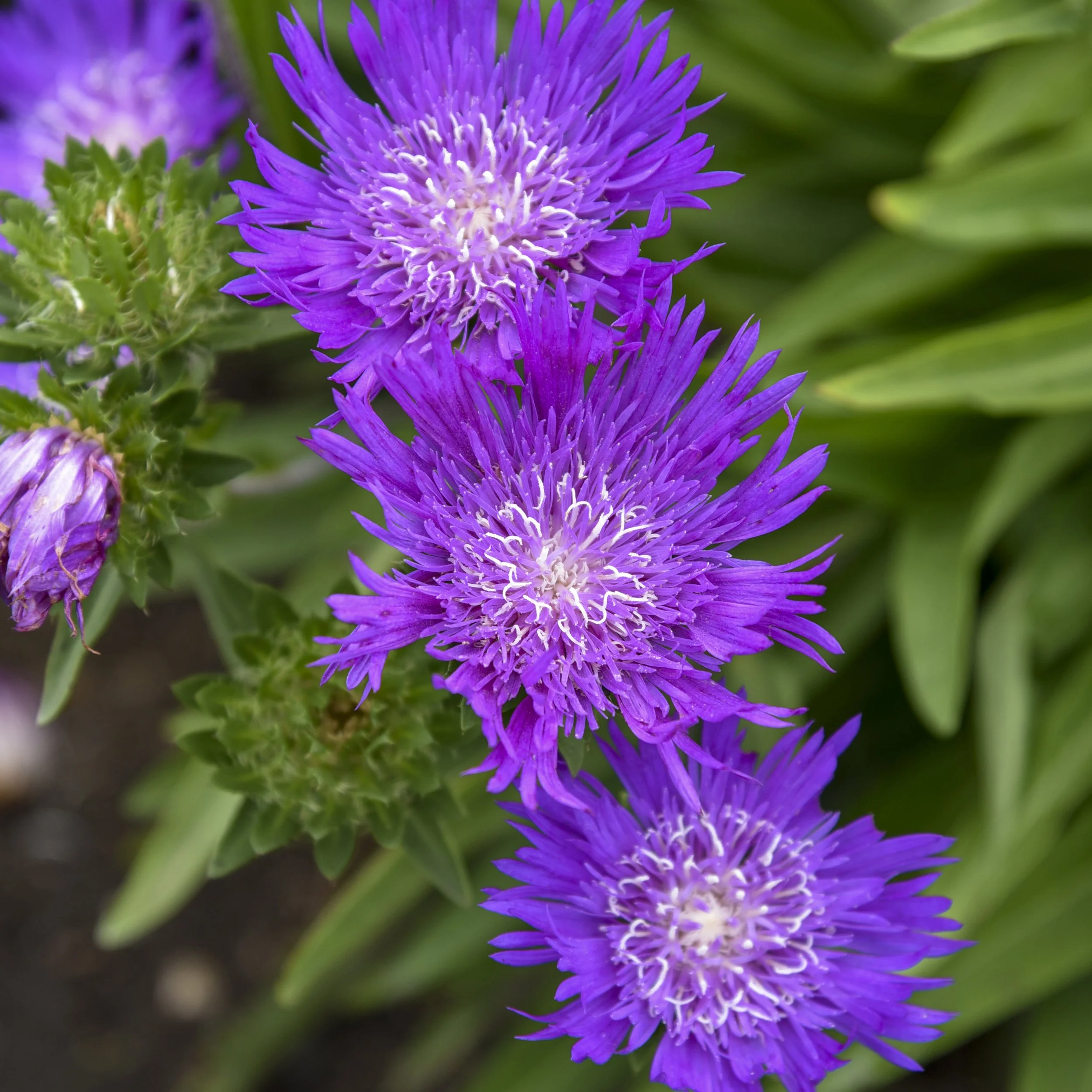 Stokesia laevis 'Honeysong Purple' 0000 high res.jpg