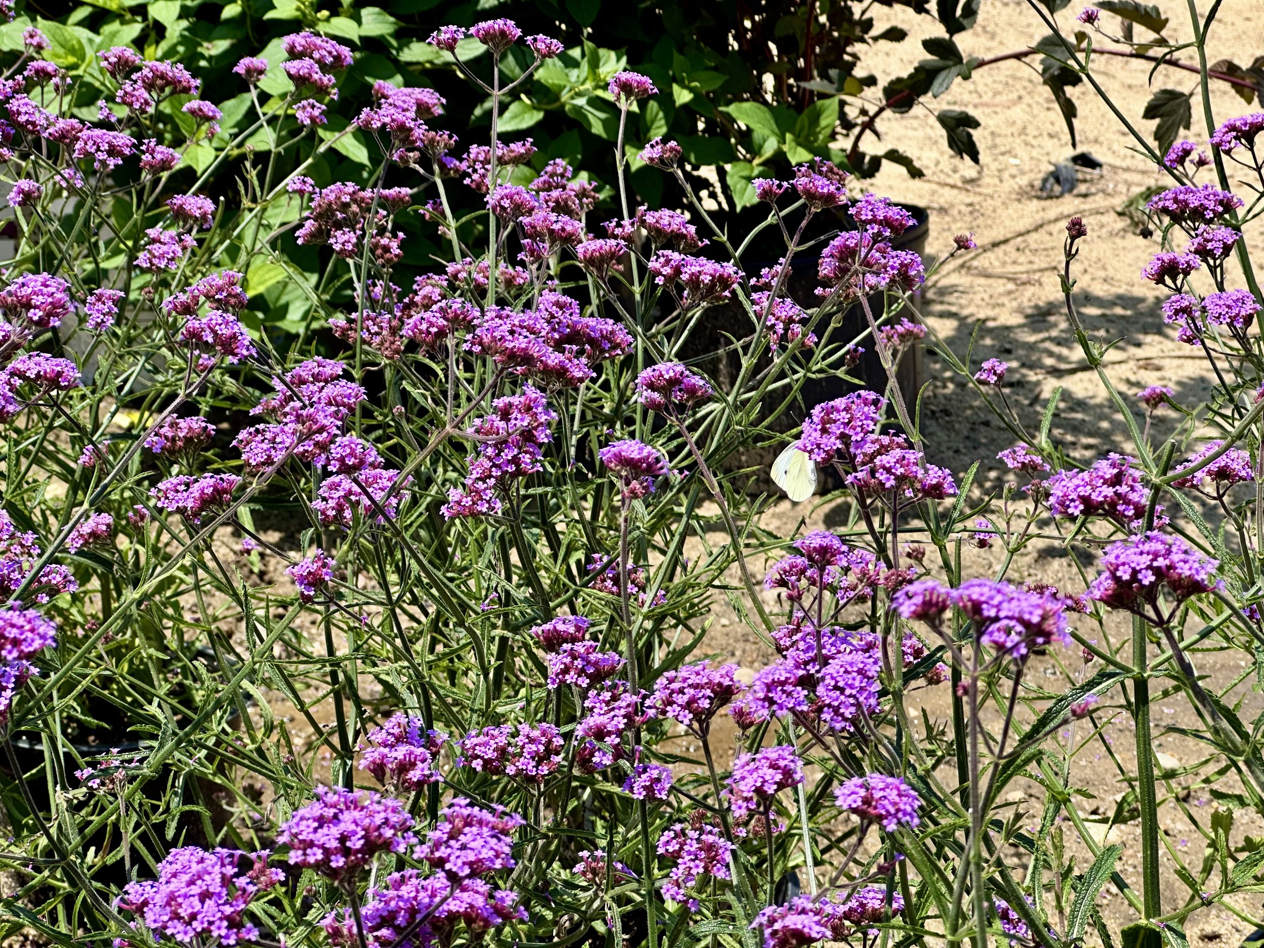 IMG_9896.jpeg