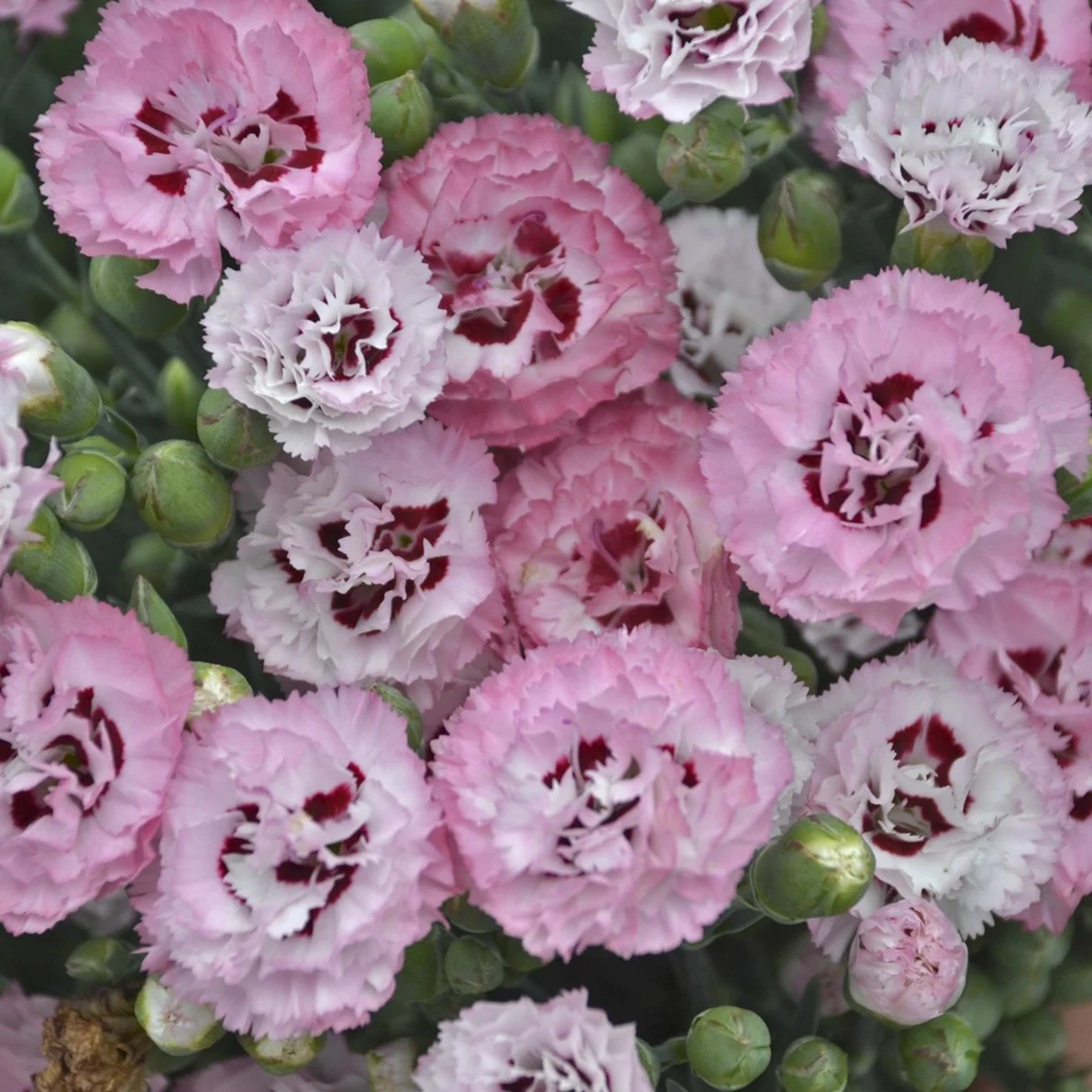 Dianthus x 'Appleblossom Burst'