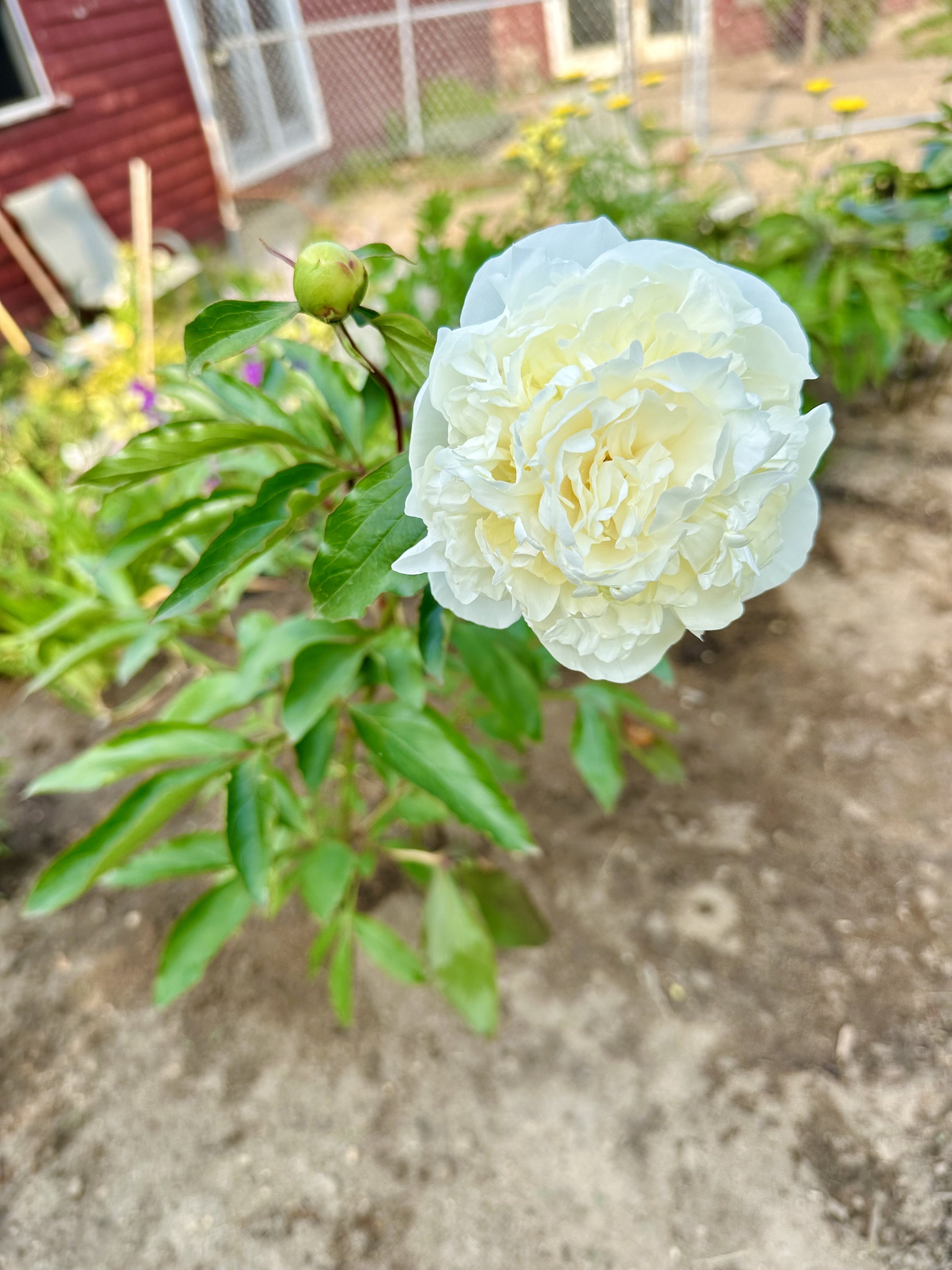 IMG_3924.jpeg