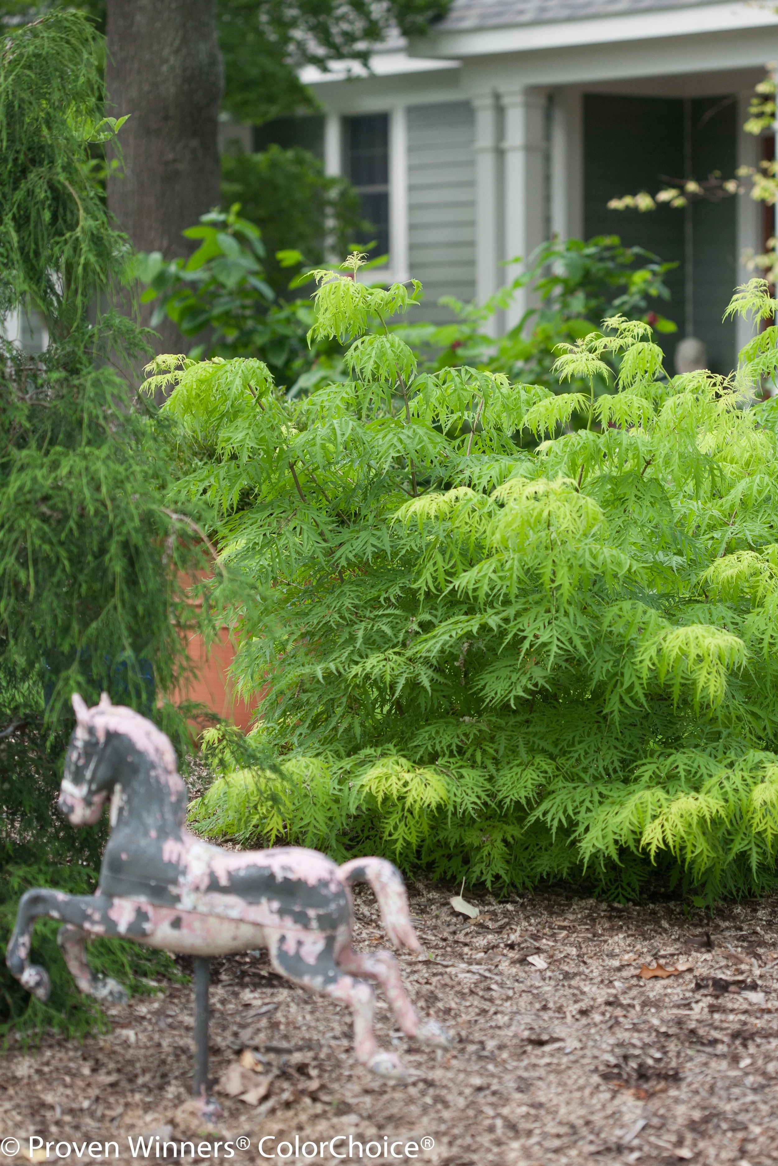 lemony_lace_sambucus_house.jpg