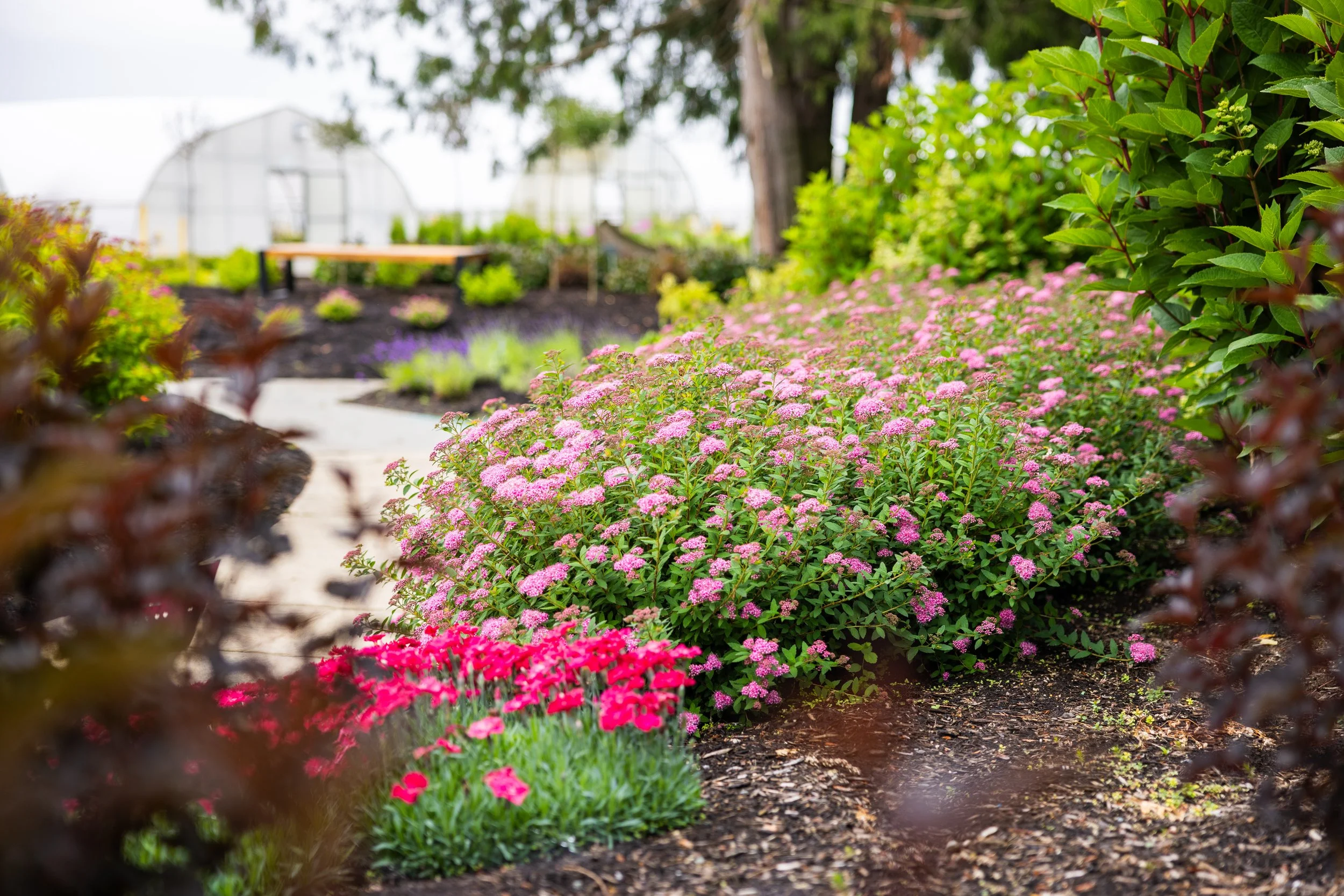 Spiraea-Poprocks-Petite-landscape-02.jpg
