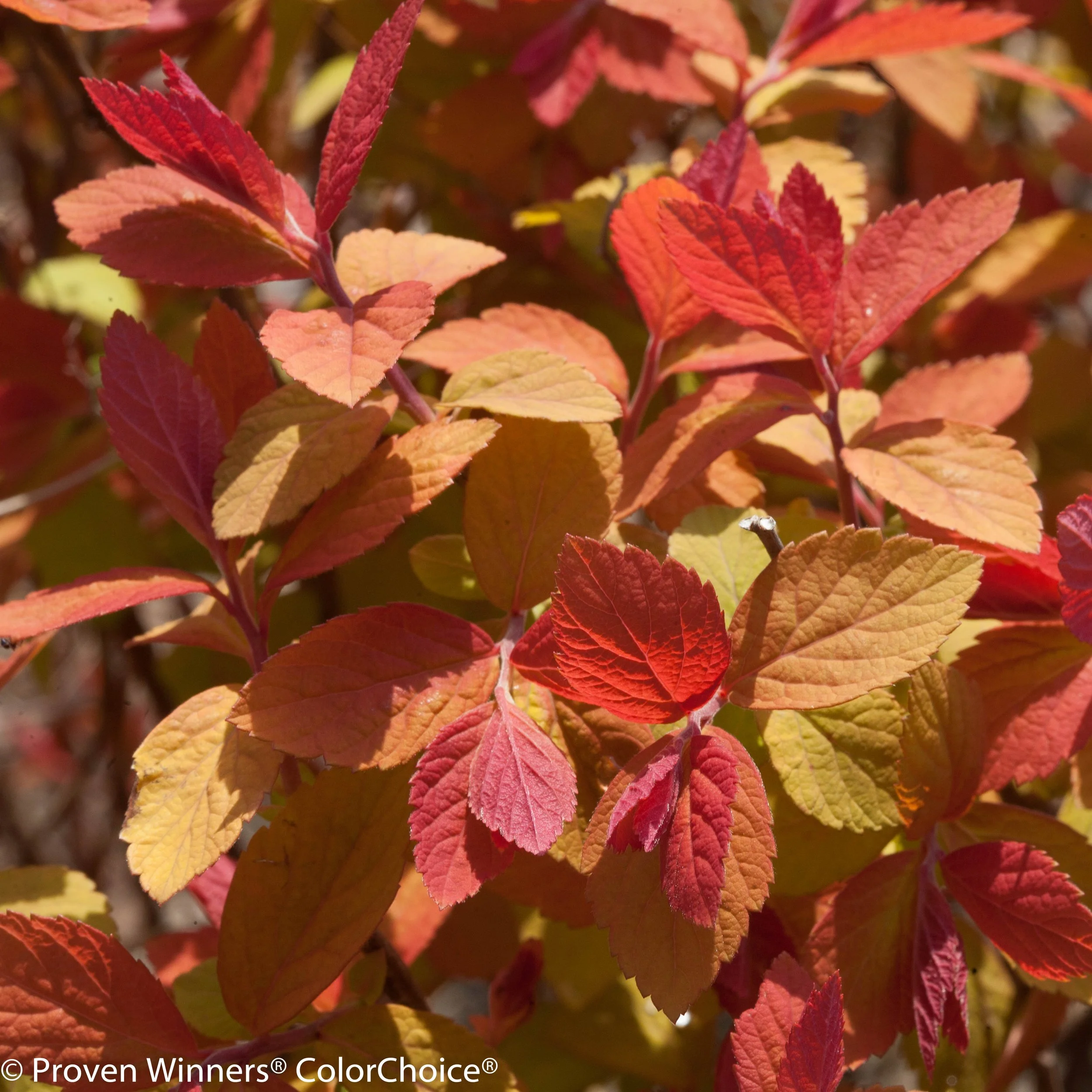 double_play_big_bang_spirea-5257.jpg