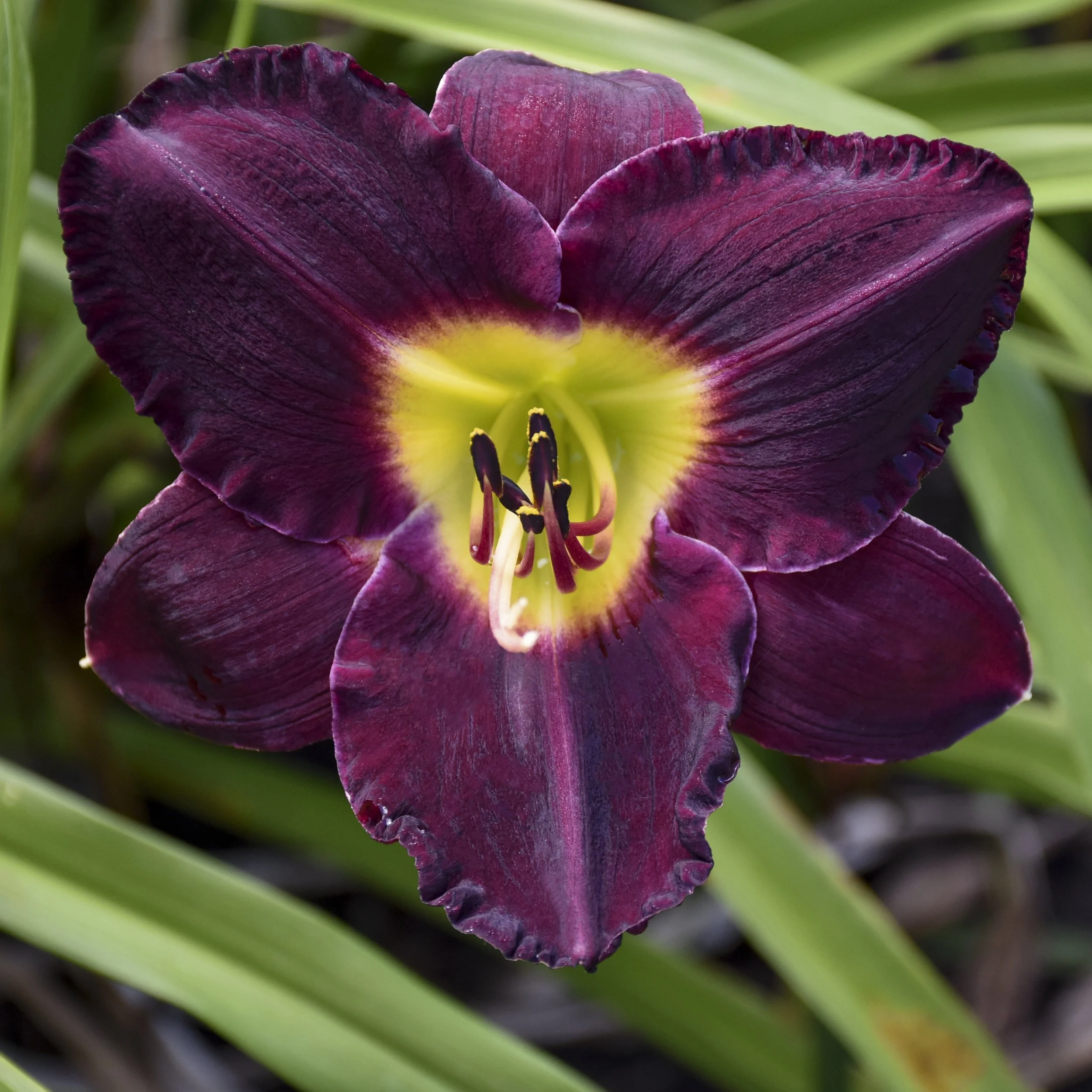 Hemerocallis 'Bela Lugosi'