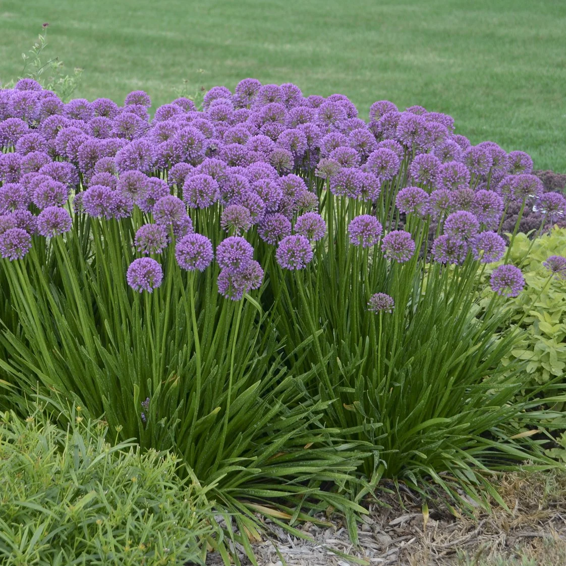 Allium 'Millenium' 0001 high res.jpg