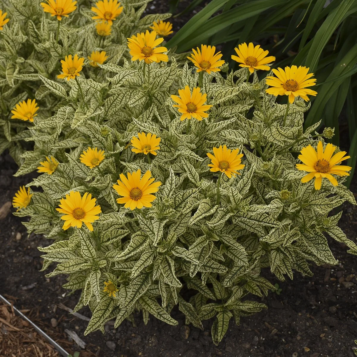 Heliopsis helianthoides 'Sunstruck' PP25524 CPBR5153 0001 high res.jpg