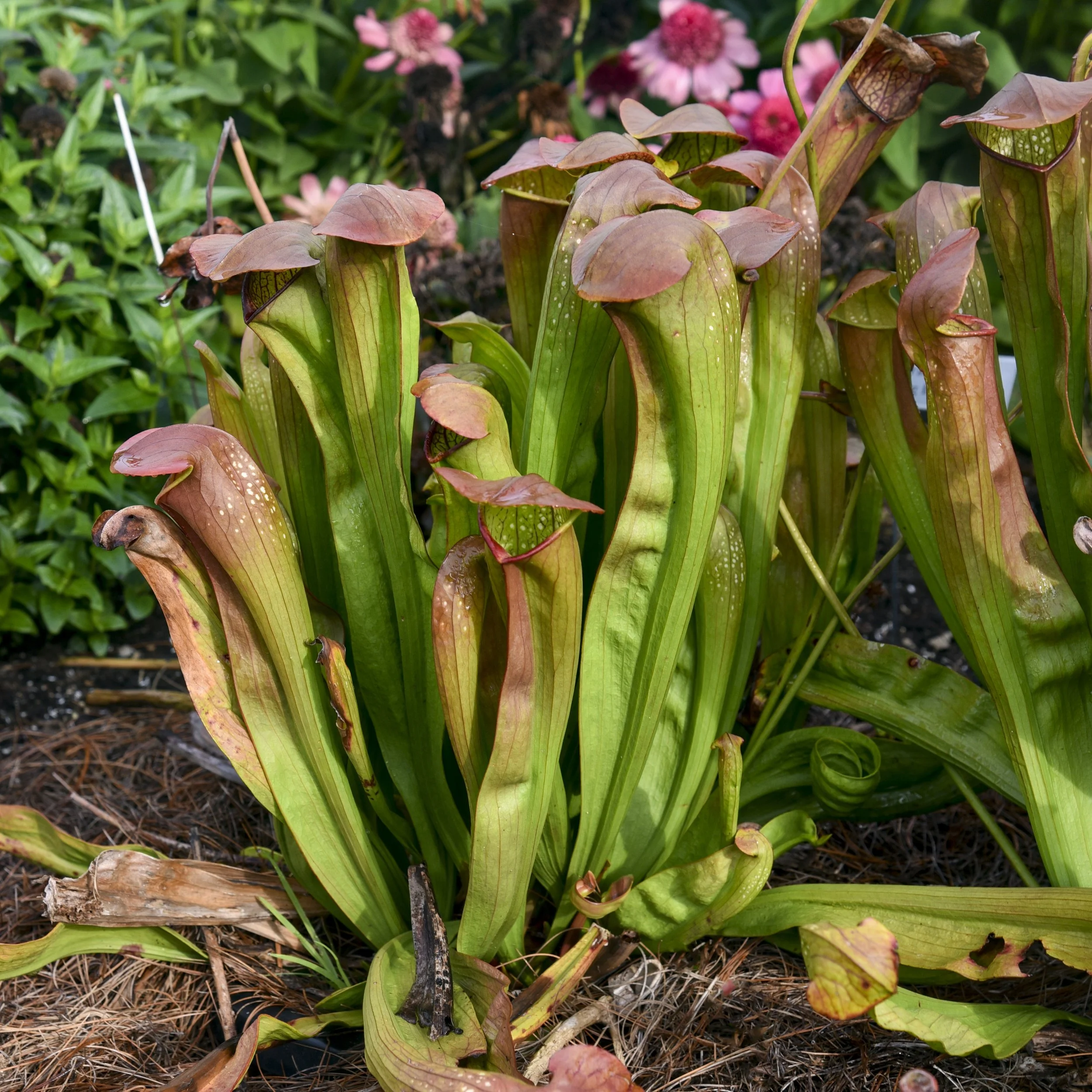 Sarracenia 'Bug Bat' 0002 high res.jpg