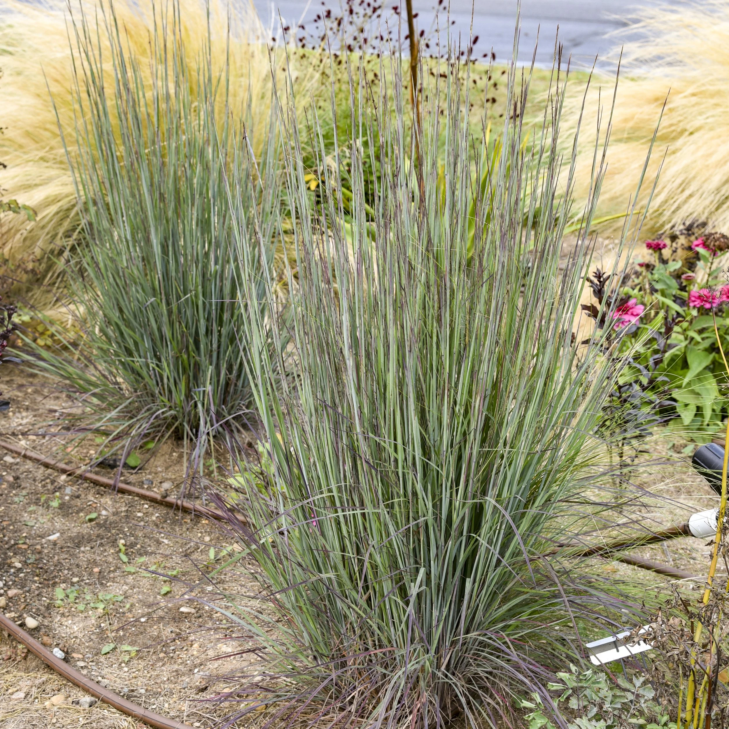 Schizachyrium scoparium 'Cinnamon Sticks' PPAF 0002 high res.jpg