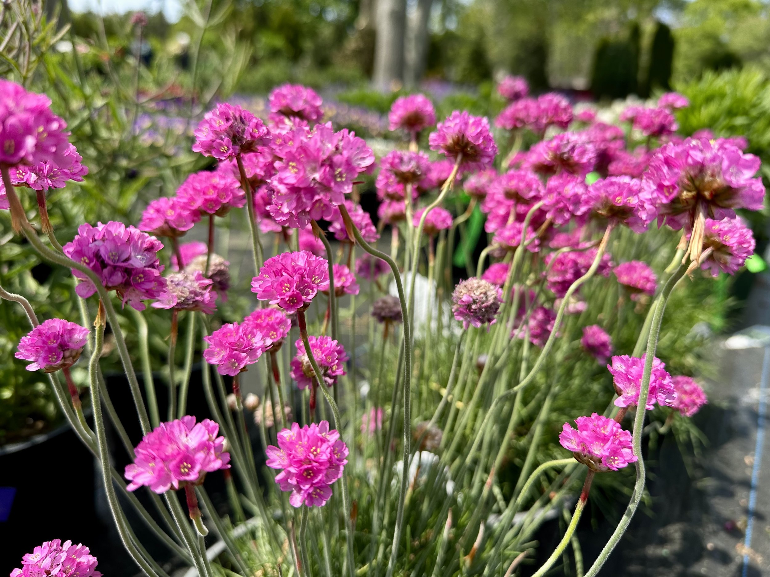 Armeria maritima 'Morning Star Deep Rose'