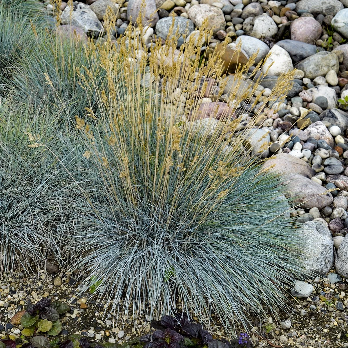 Festuca glauca 'Elijah Blue' 0004 high res.jpg