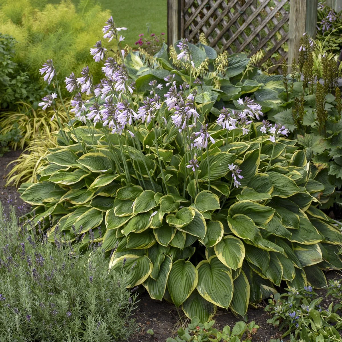 Hosta fortunei 'Aureomarginata'