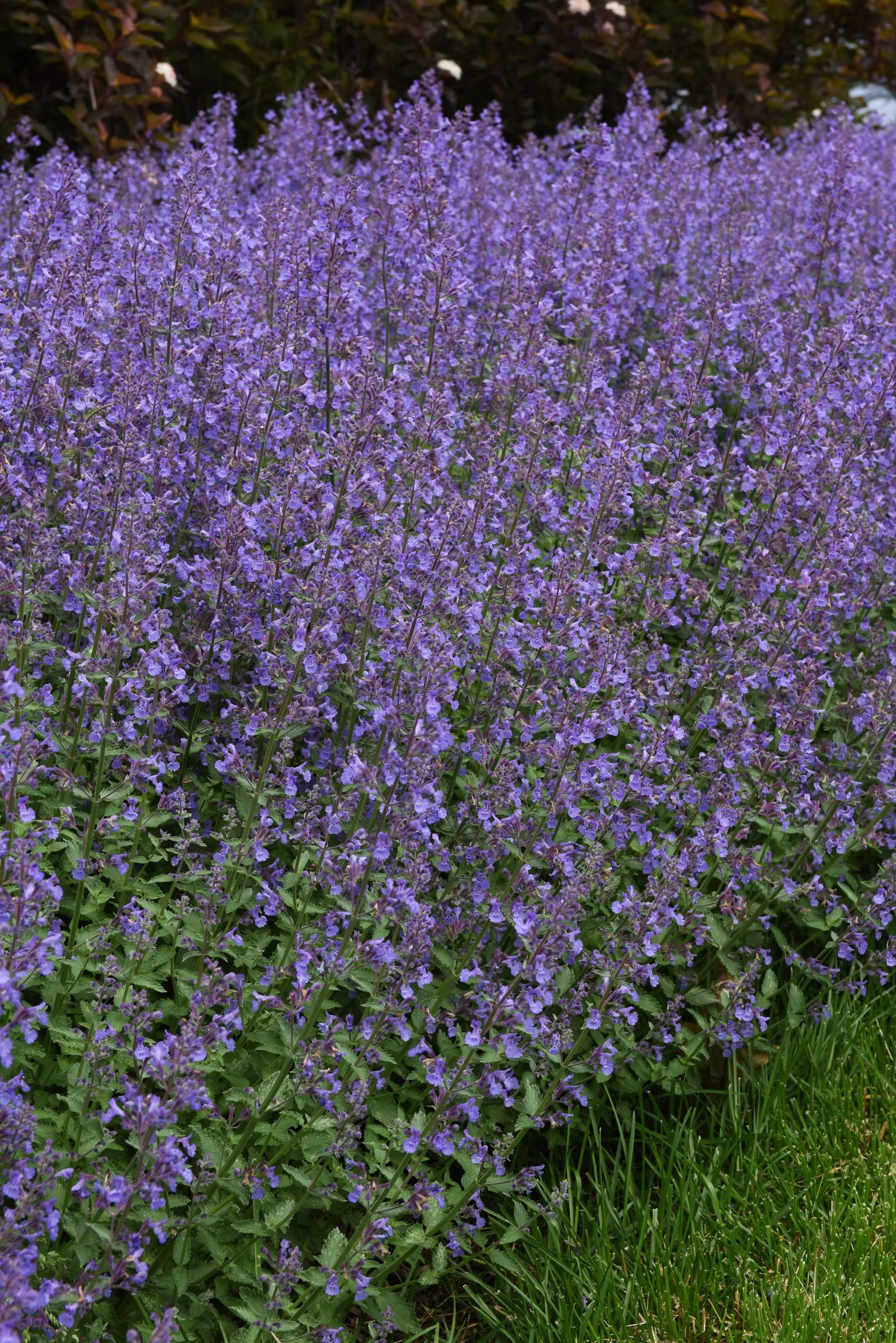 Nepeta x faassenii 'Junior Walker'