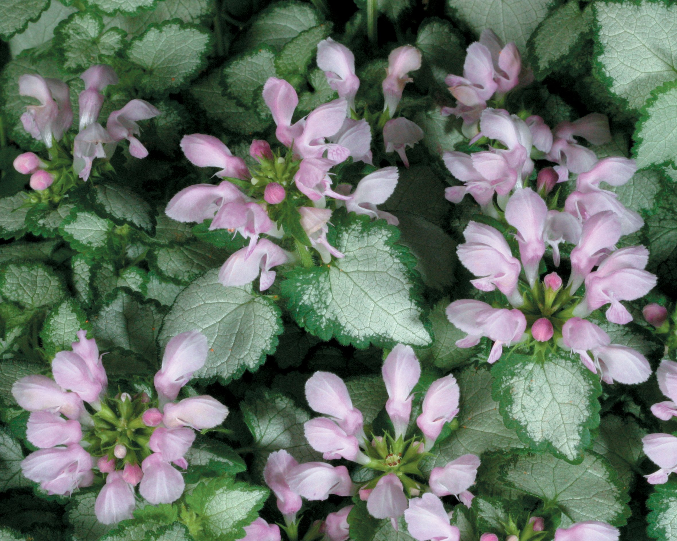 Lamium maculatum 'Pink Chablis'