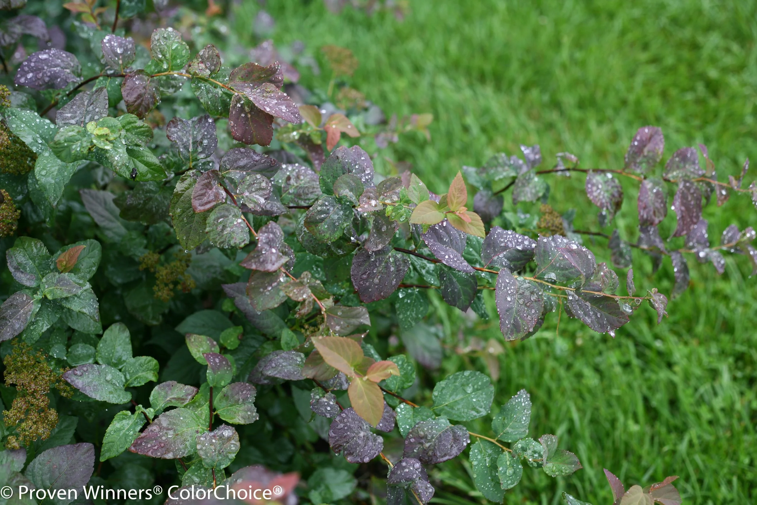 double_play_blue_kazoo_spirea-3379.jpg
