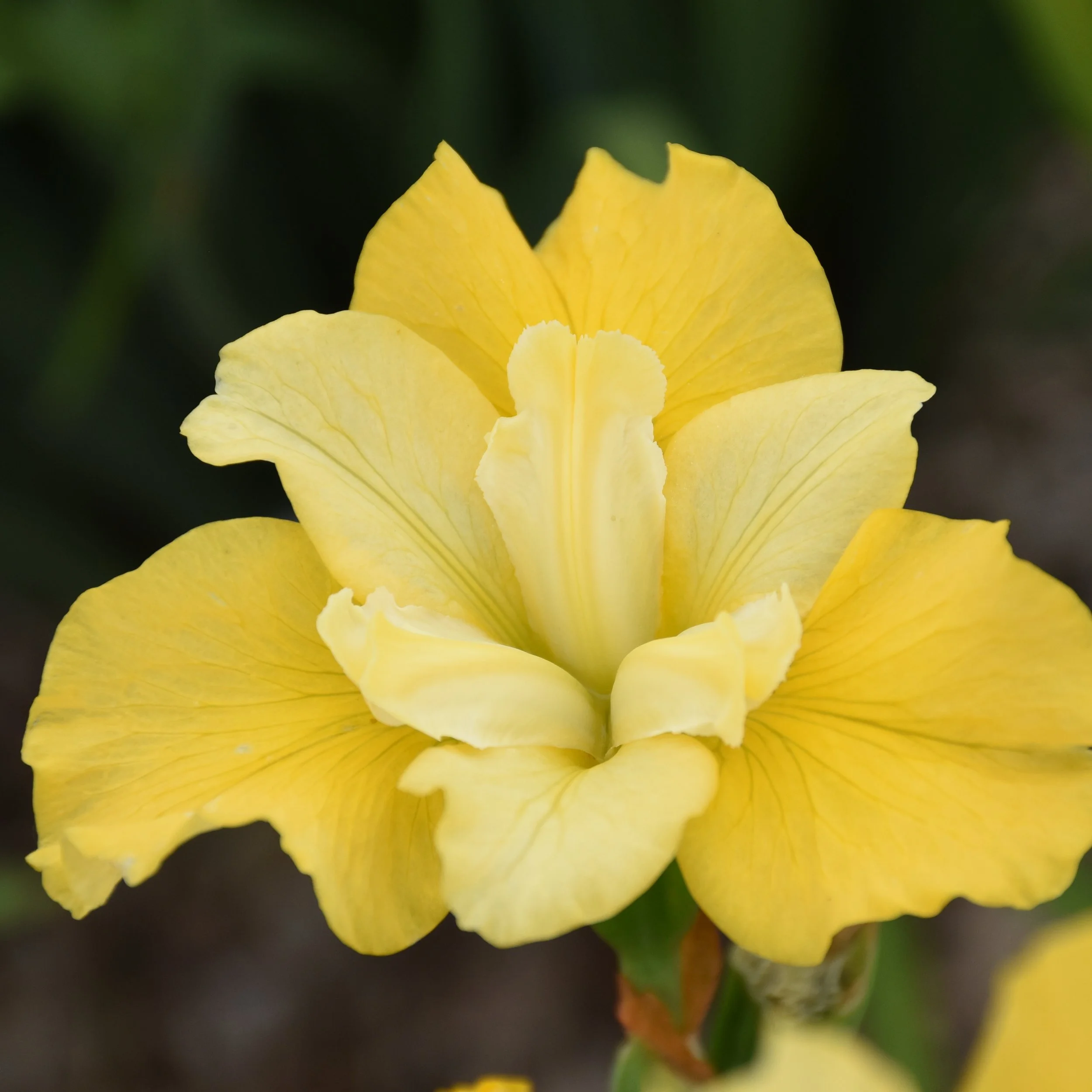 Iris sibirica 'Sunfisher' 0002 high res.jpg