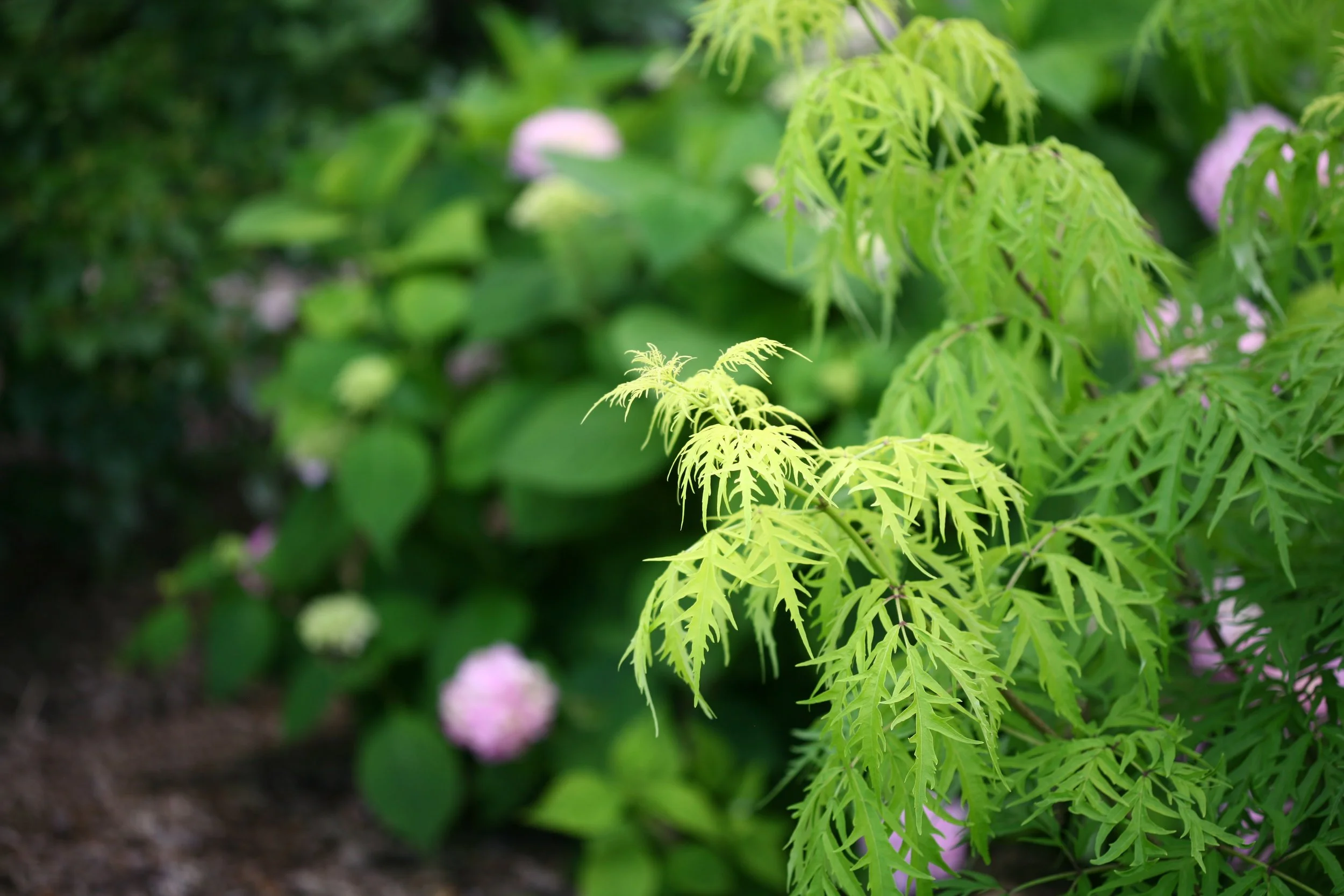 lemony_lace_sambucus_detail.jpg