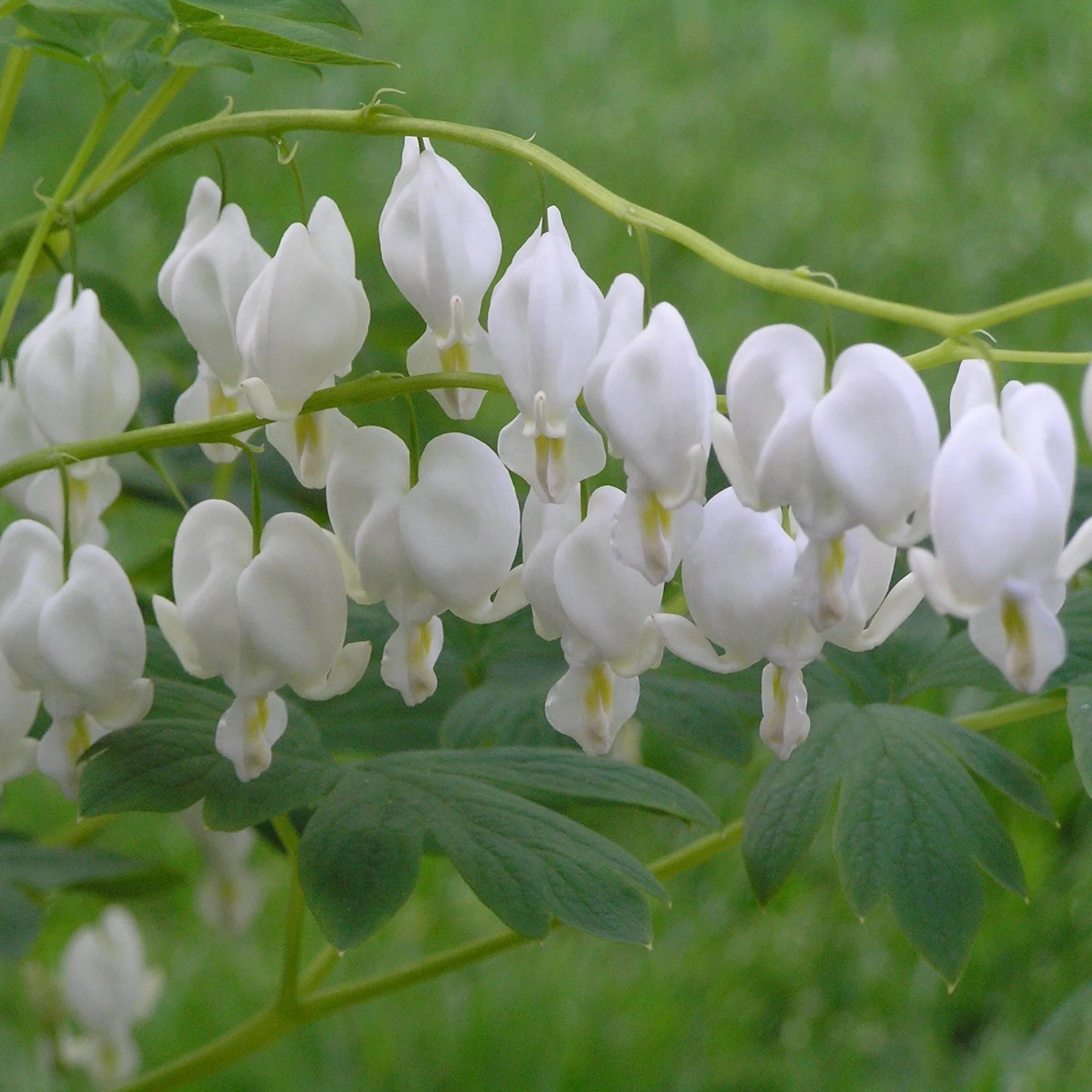 Dicentra spectabilis 'Alba' 0000 high res.jpg
