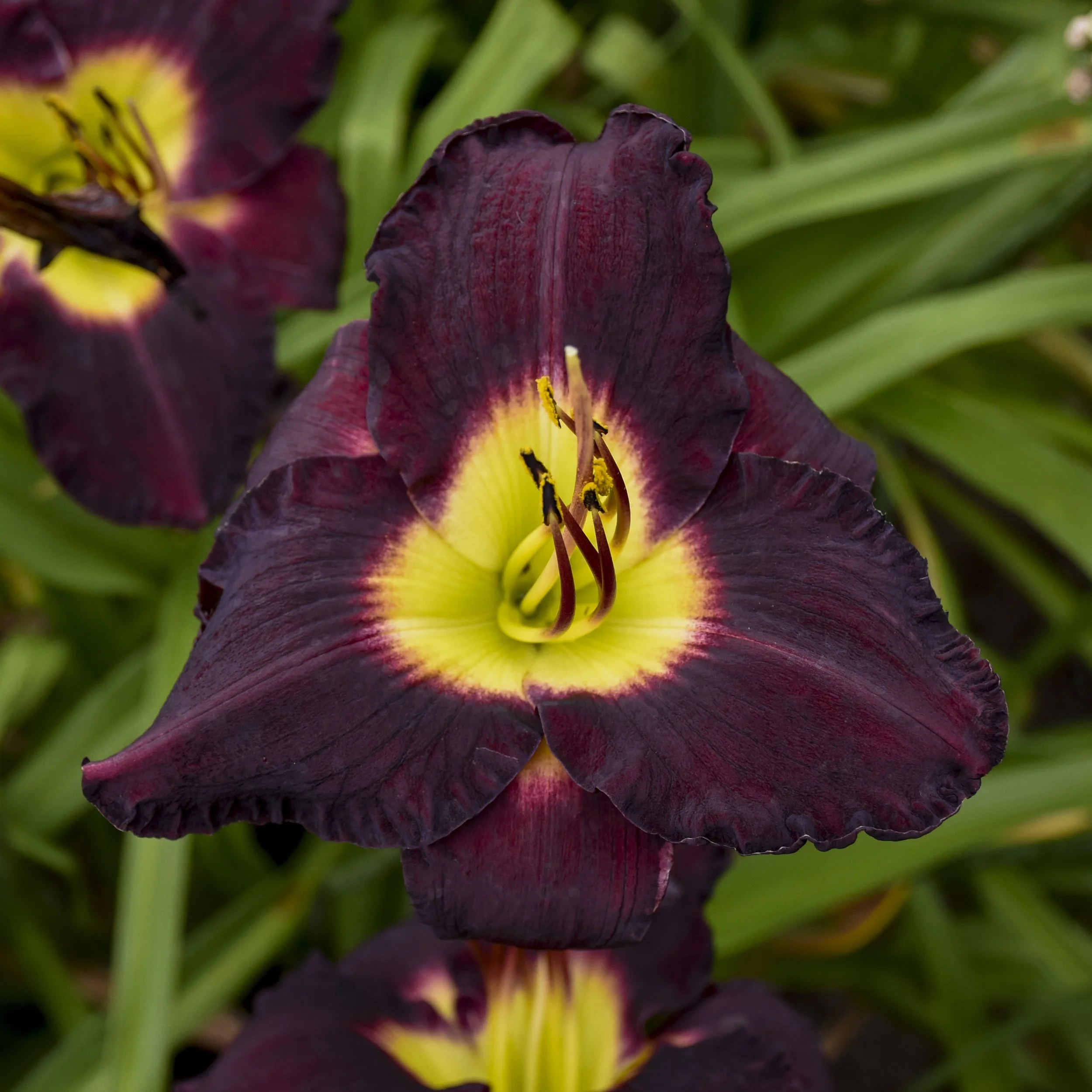 Hemerocallis 'Bela Lugosi' 0003 high res.jpg