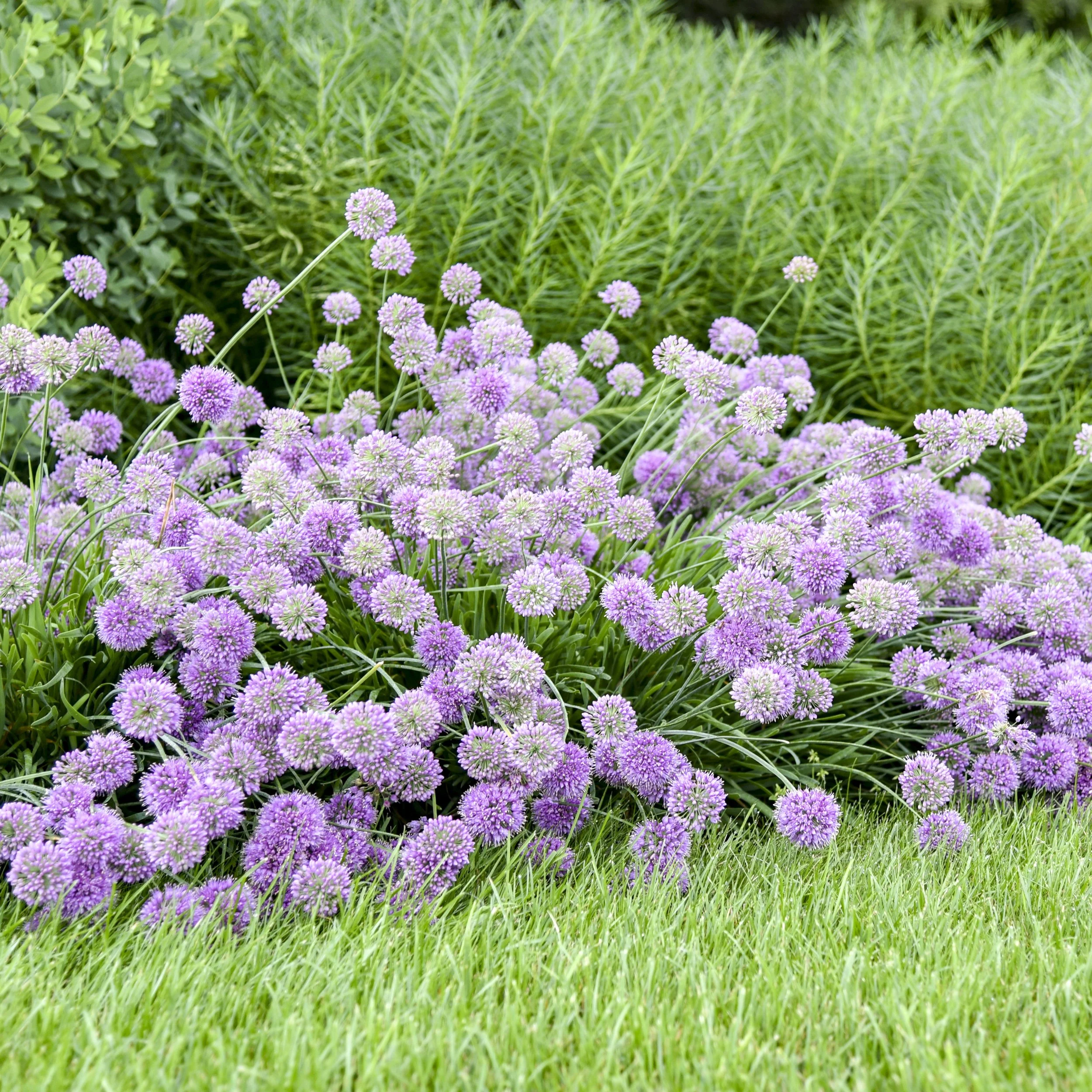 Allium 'Medusa' PP28701 0002 high res.jpg