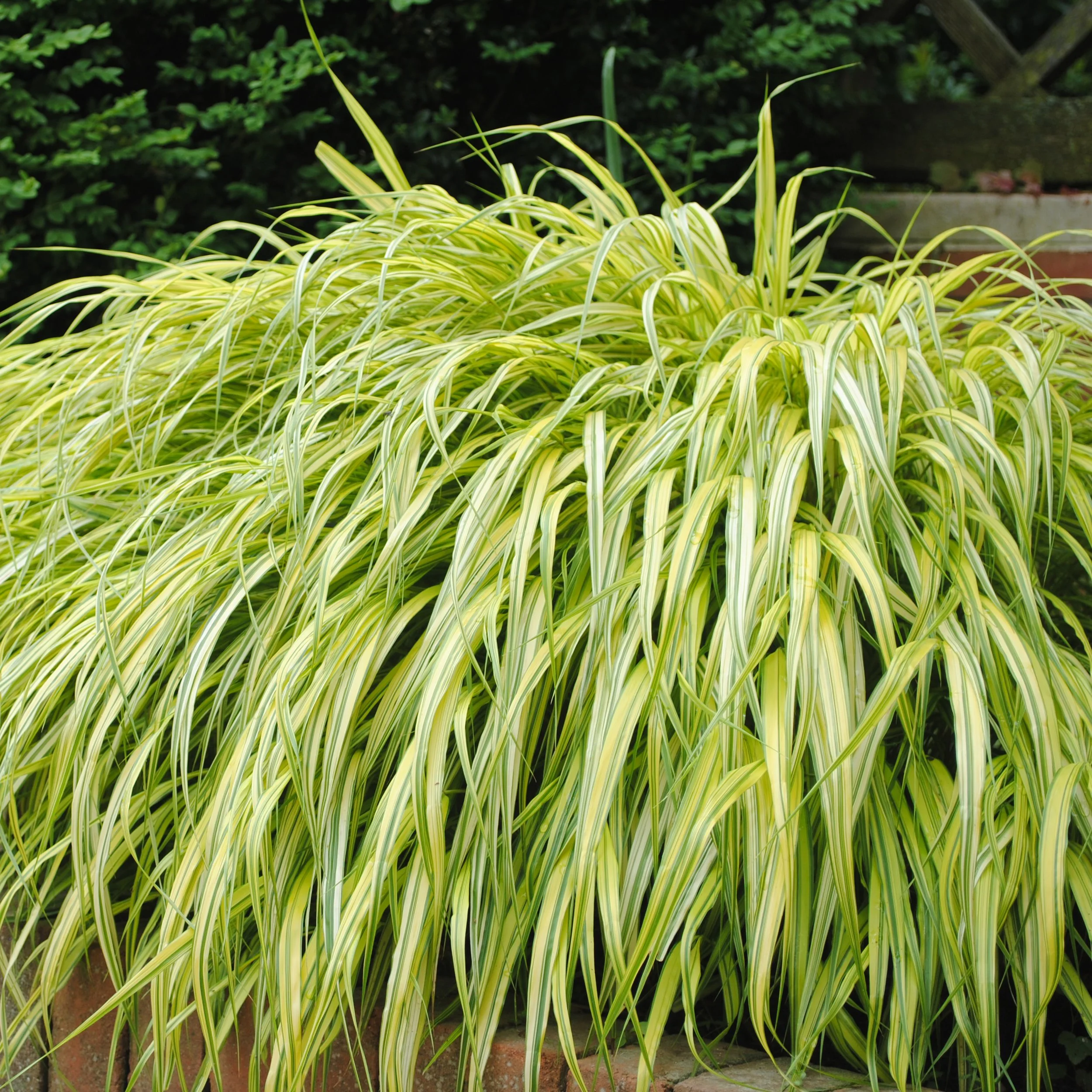 Hakonechloa macra 'Aureola' 0003 high res.jpg