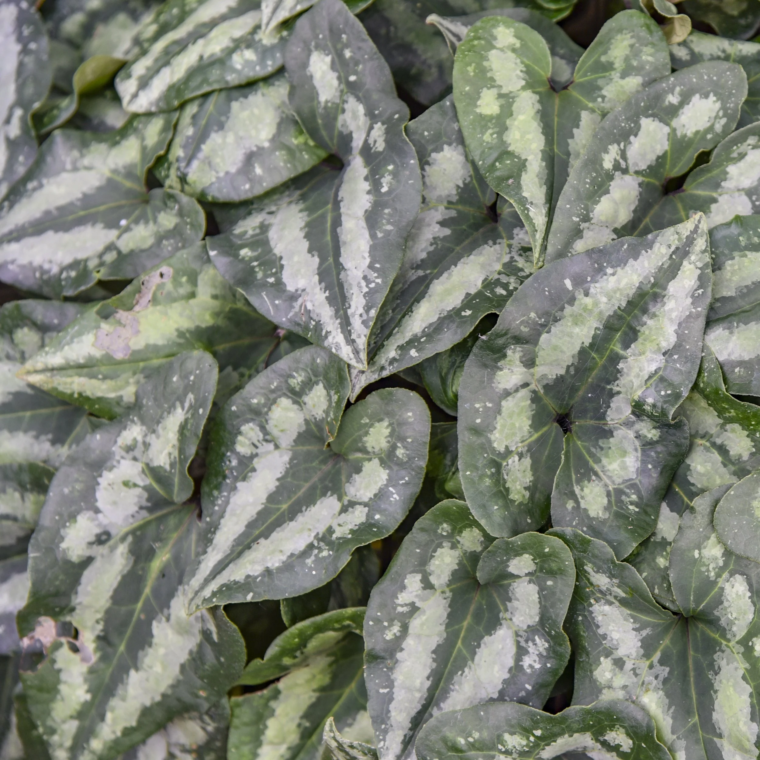 Asarum splendens (Chinese Wild Ginger)