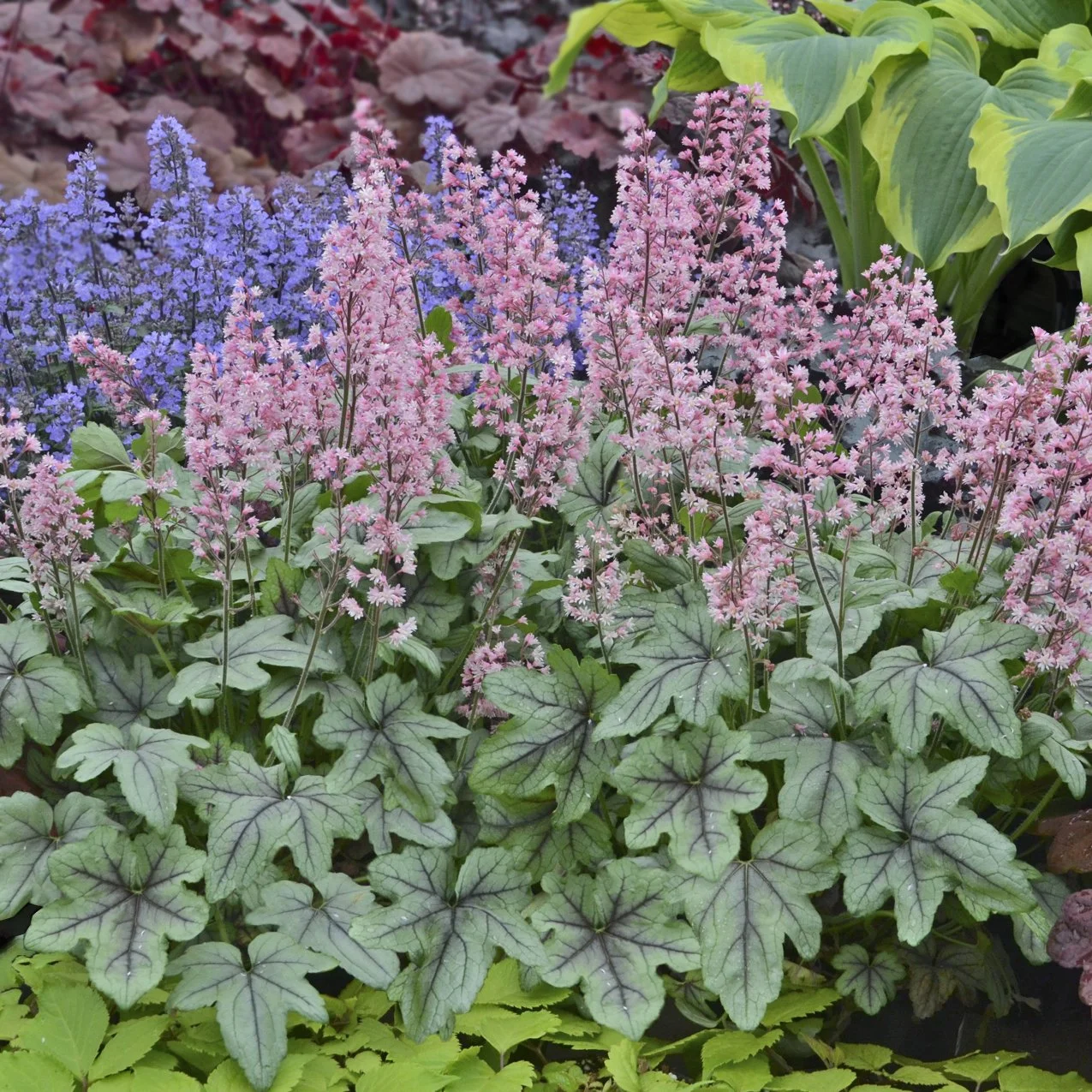 Heucherella 'Pink Fizz'