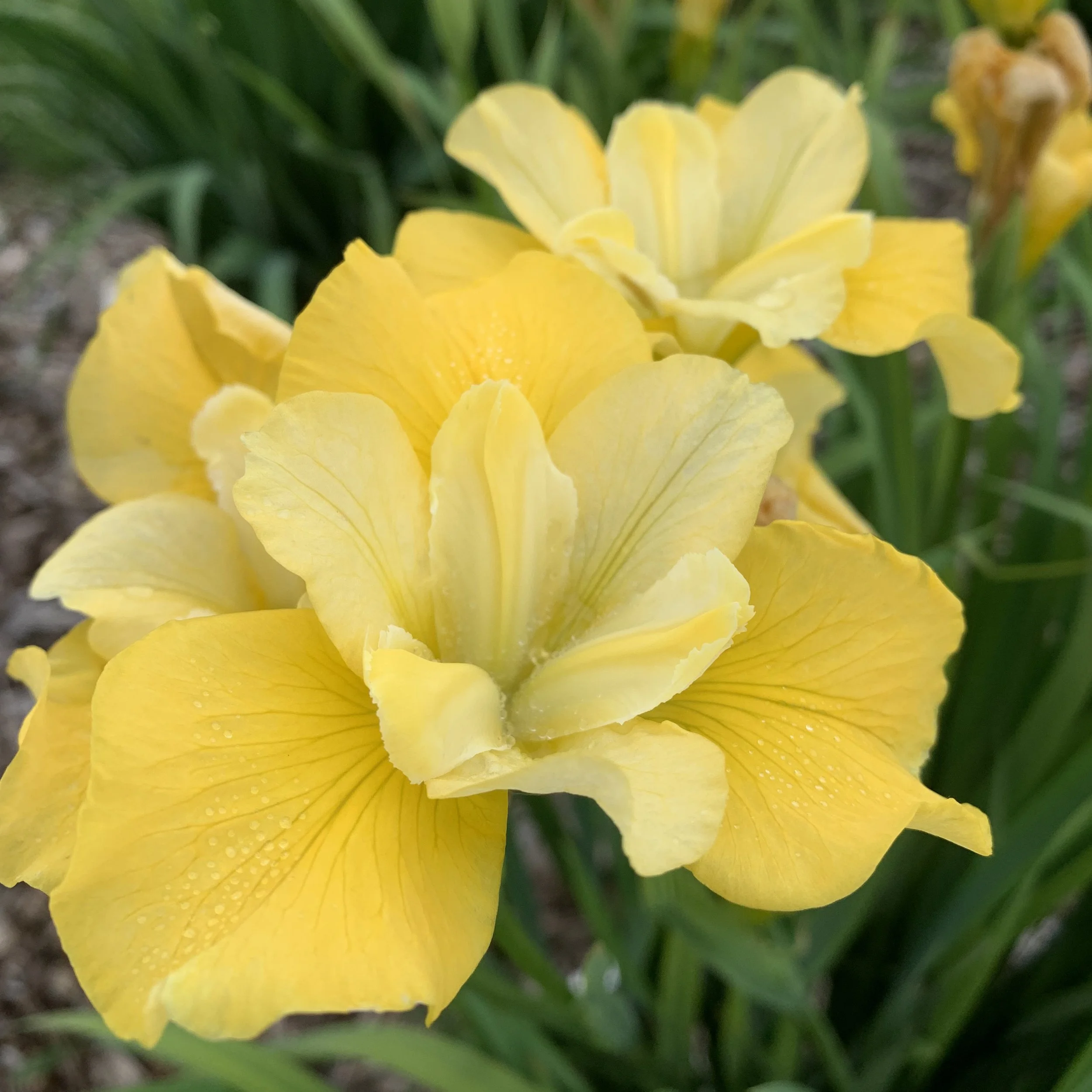 Iris sibirica 'Sunfisher'