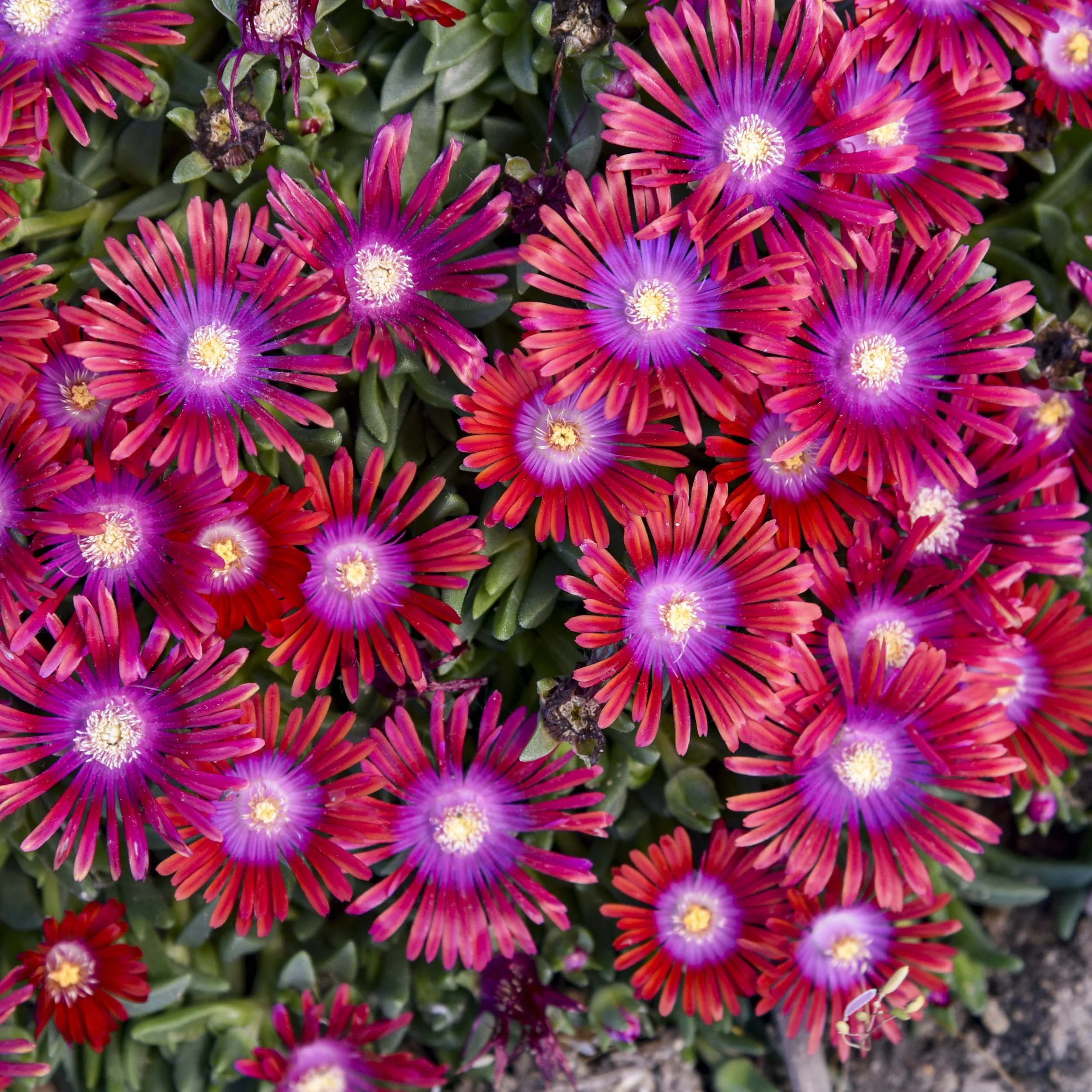 Delosperma x 'Razzle Dazzle'