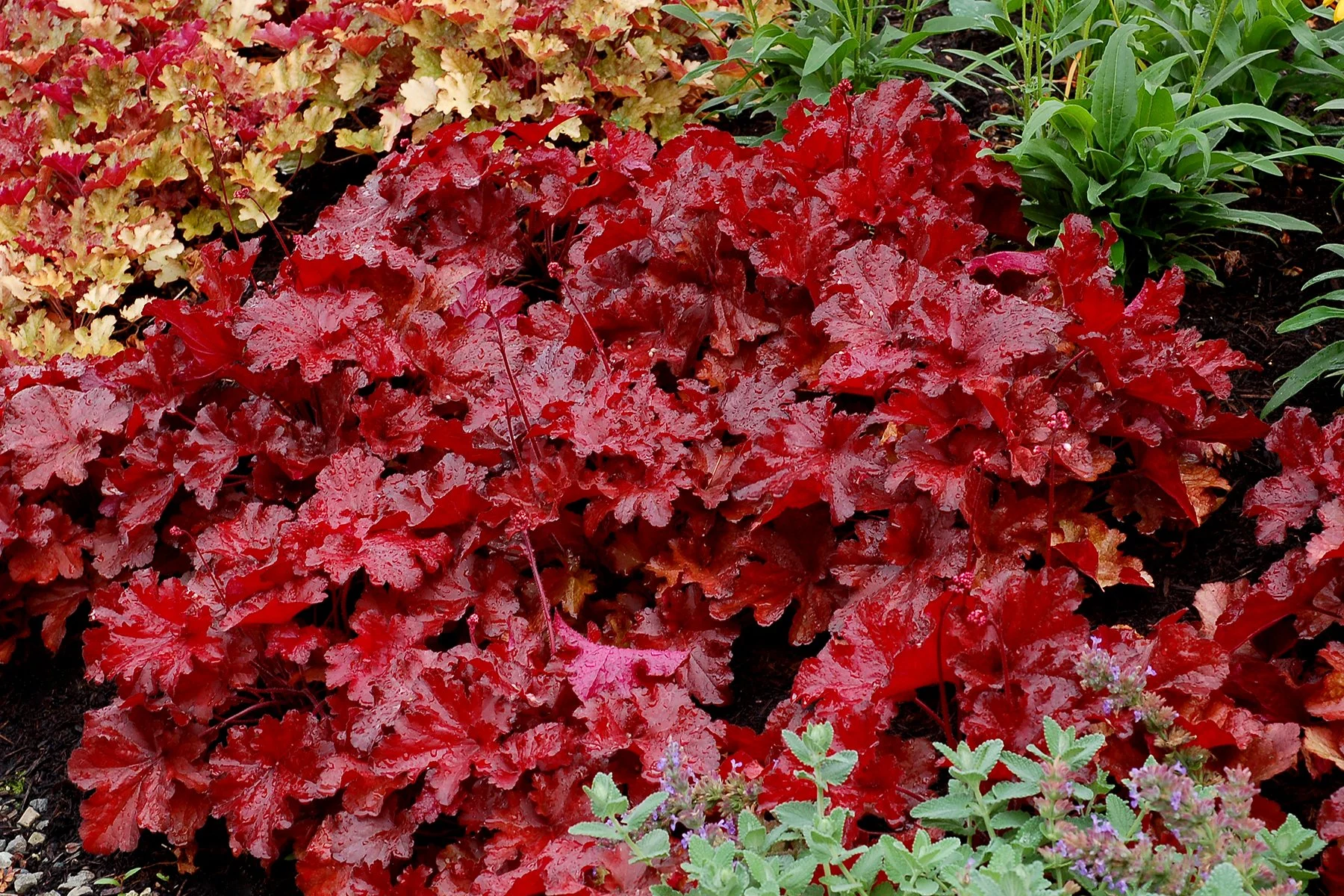 Heuchera-Forever-Red-5.jpg