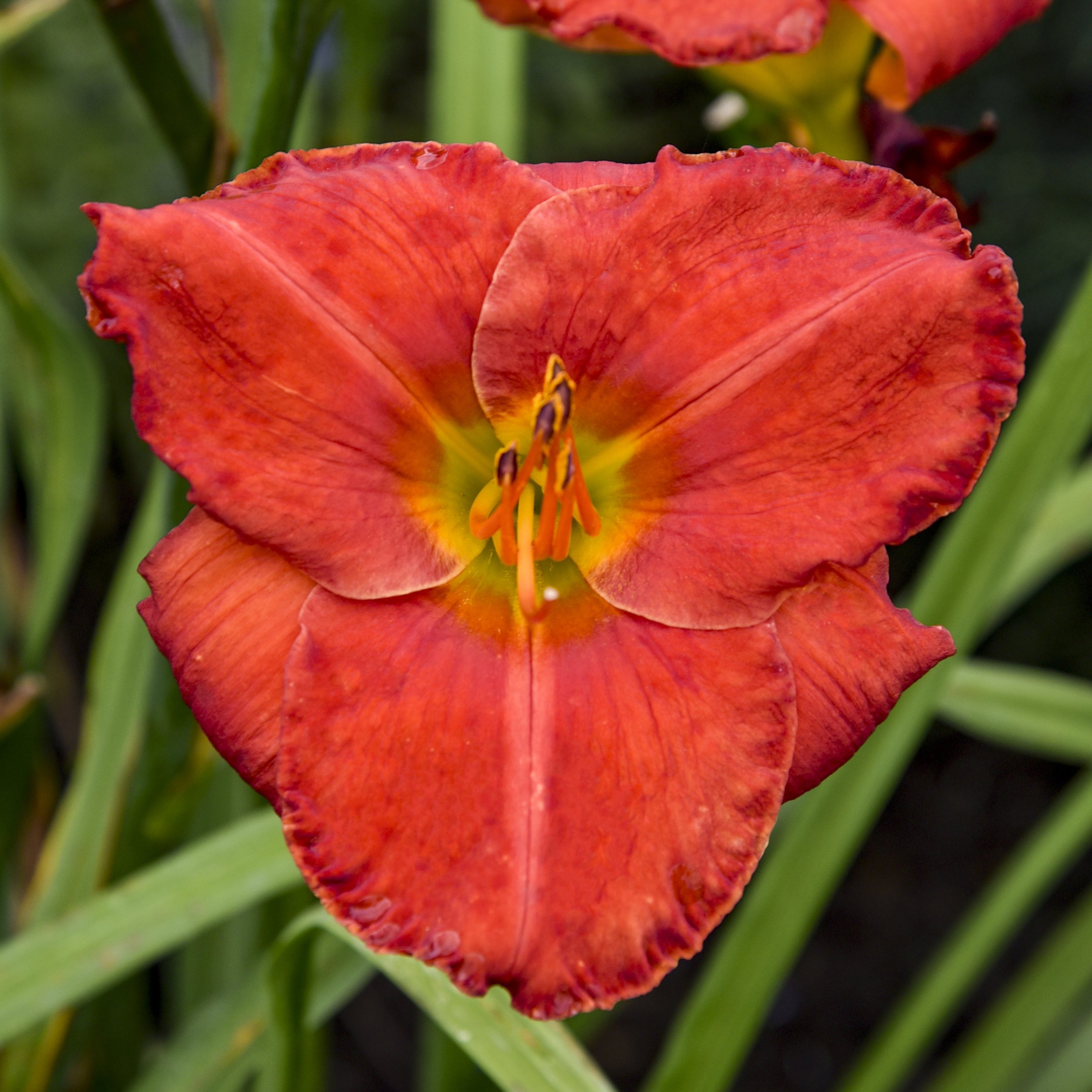 Hemerocallis 'Desert Flame'
