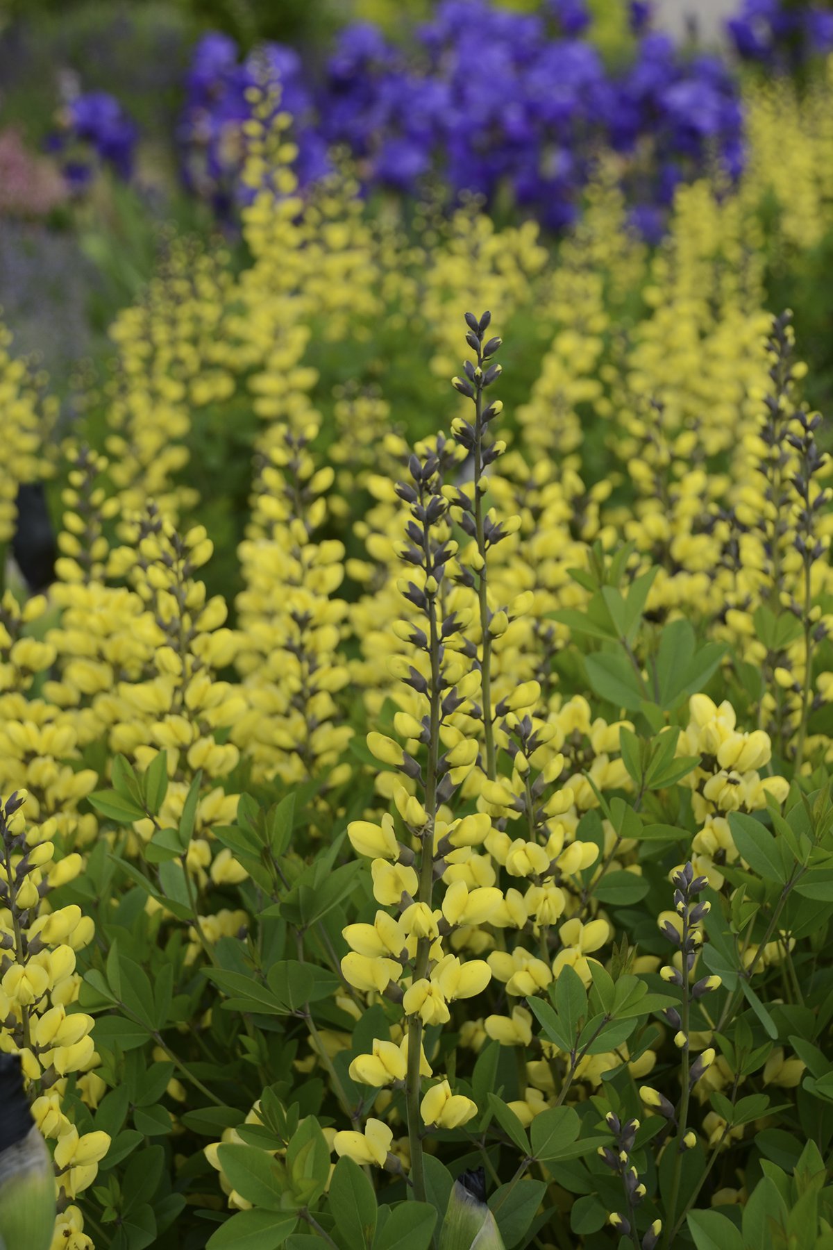 Baptisia x 'Lemon Meringue'