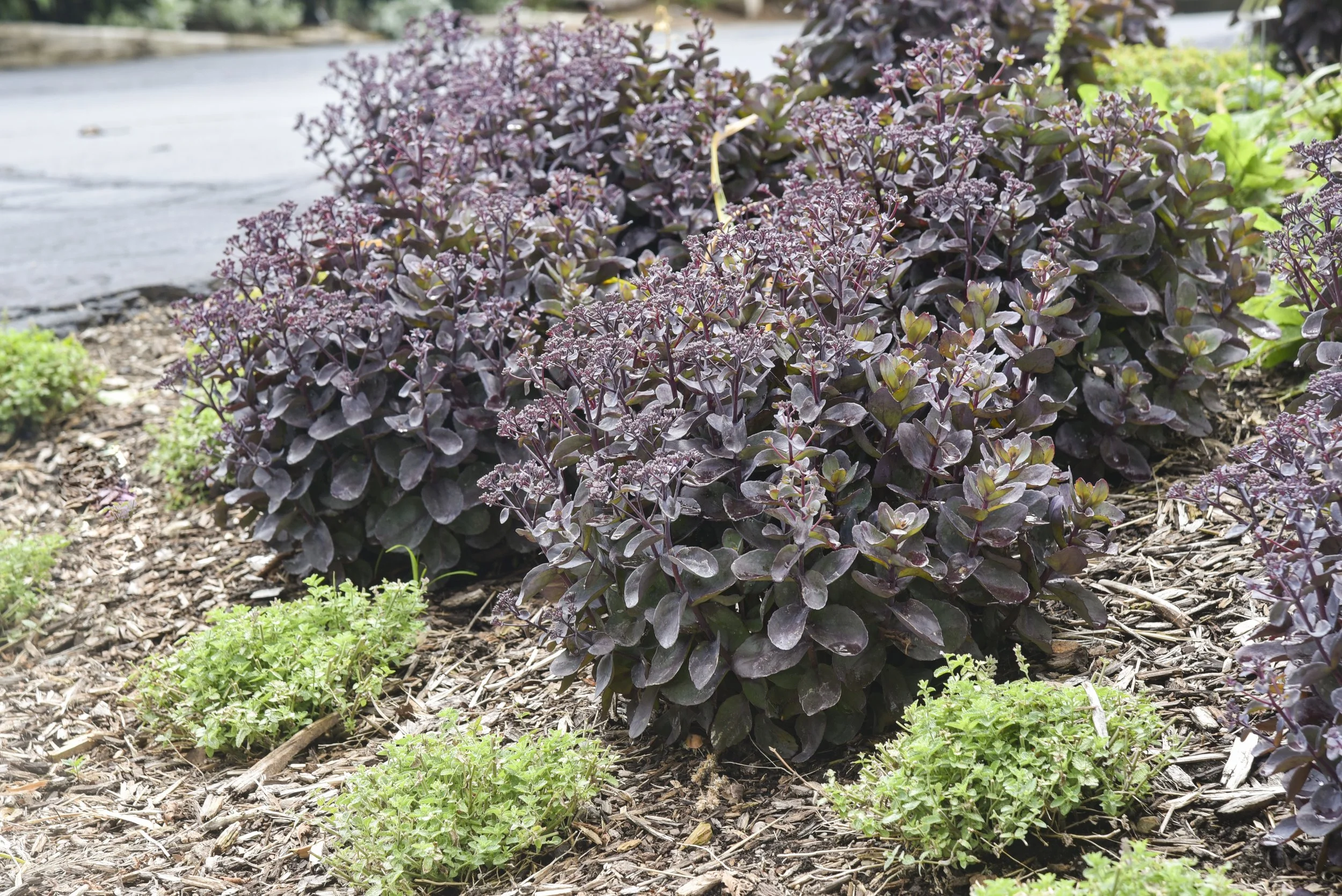 sedum_back_in_black_apj22_6.jpg