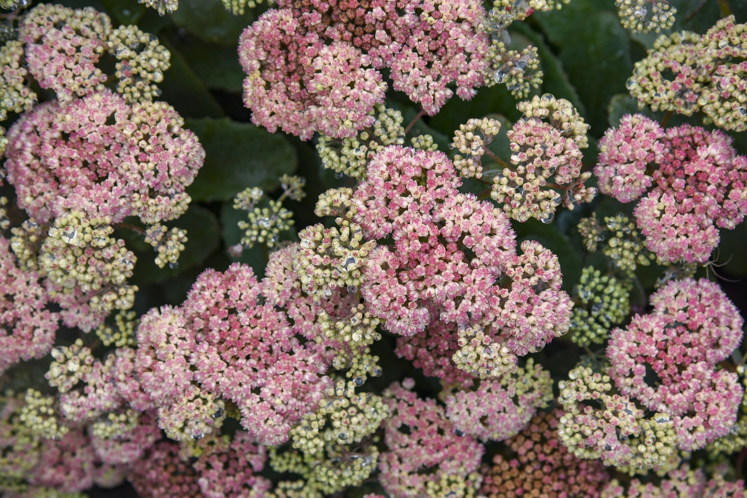 sedum_coraljade_apj22_3.jpg