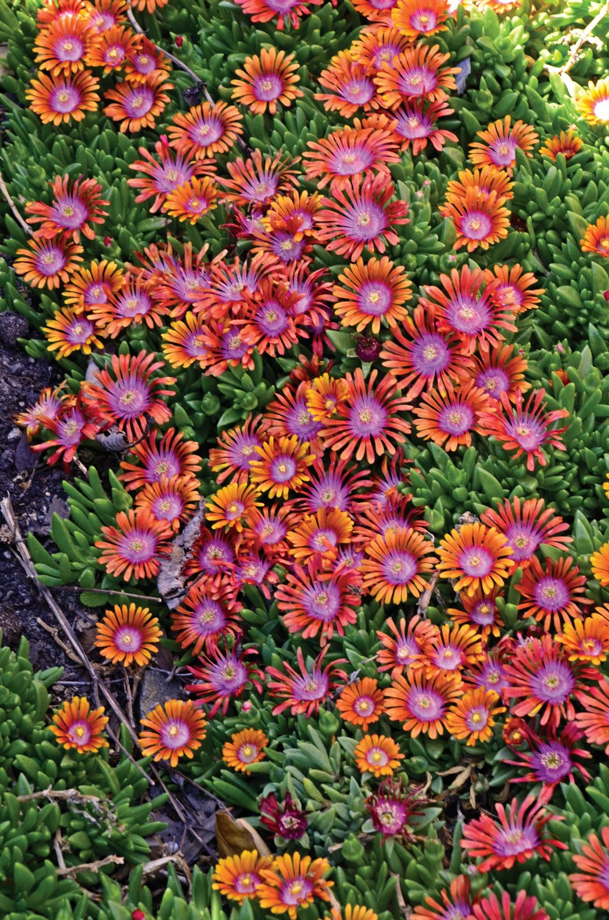 Delosperma x 'Fire Spinner'