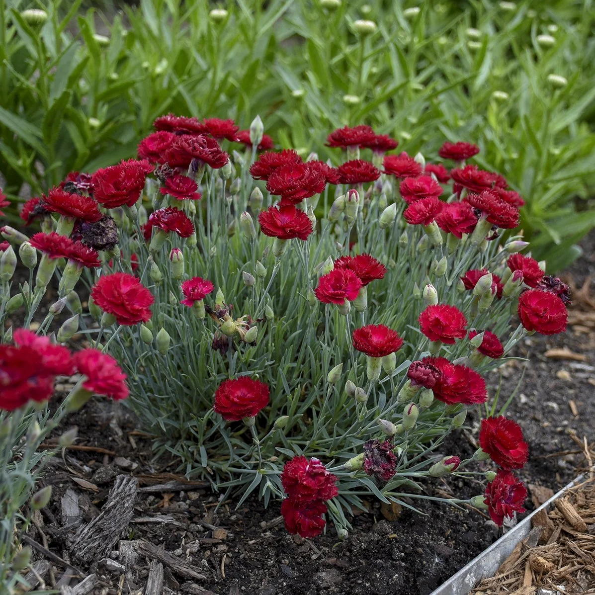 Dianthus 'Electric Red' PP29591 0002 high res.jpg